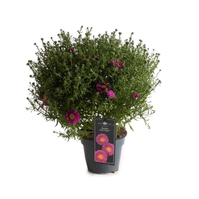 Aster Pink