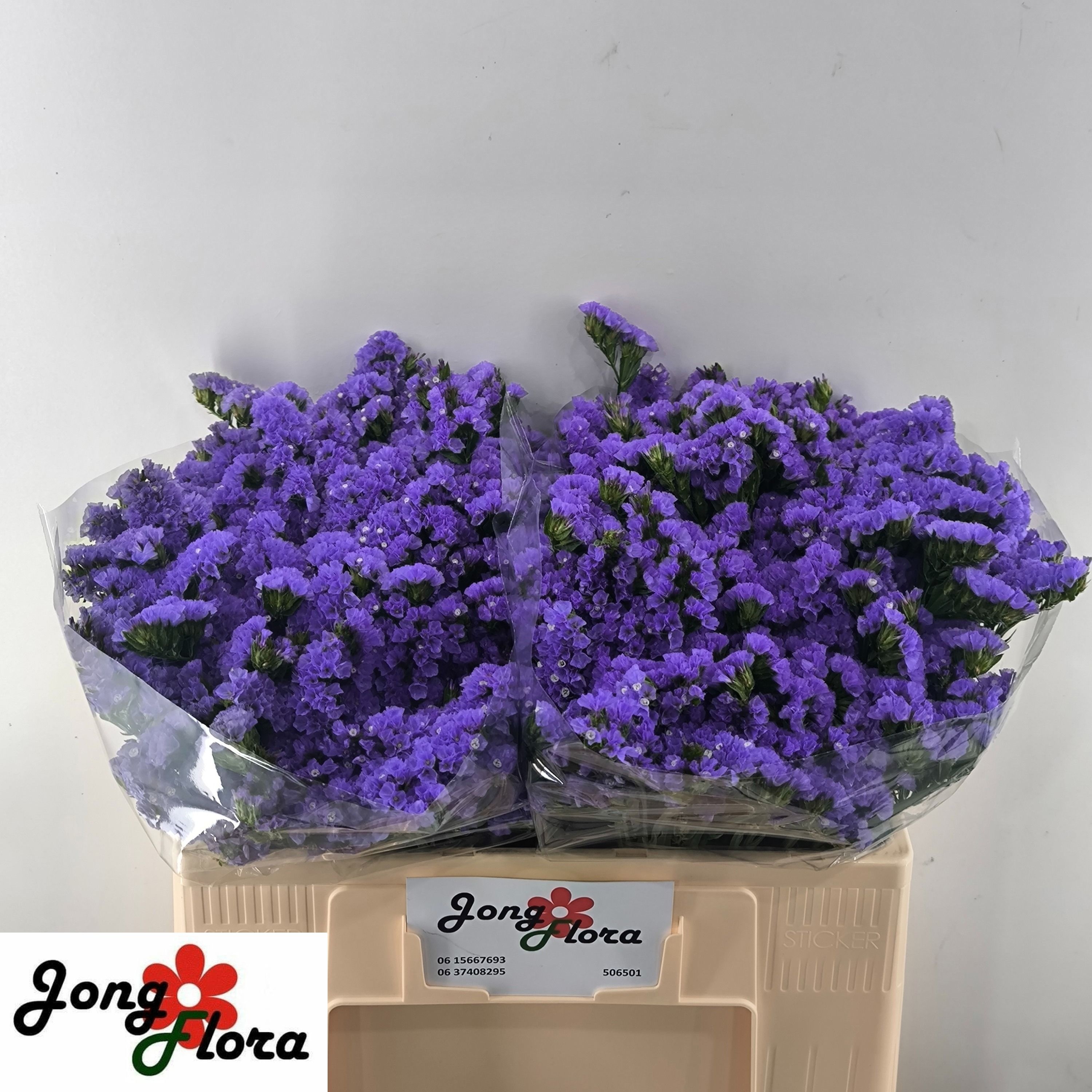 Limonium St Pippa Wings 50cm 20gram