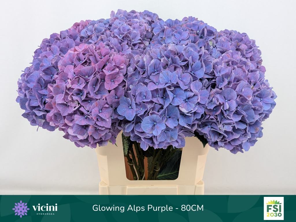 Hydrangea Glowing Alps Purple 80cm 20Ø