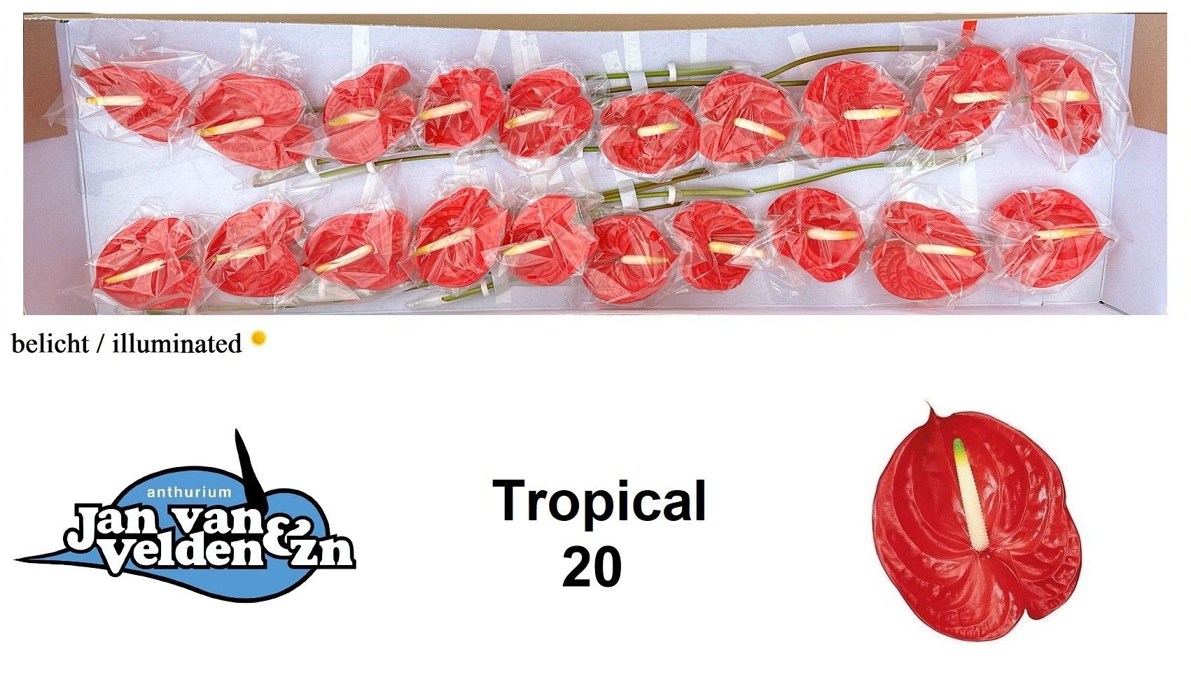 Anth A Tropical