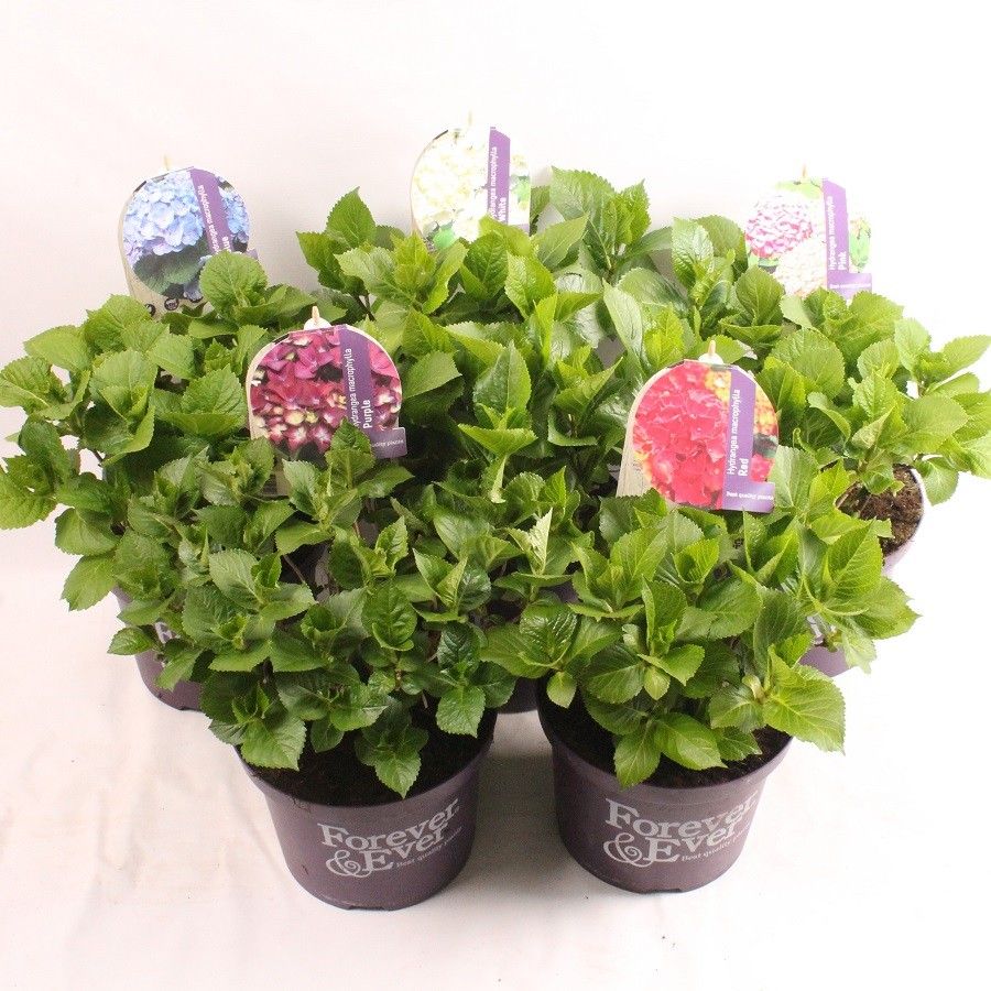 Hydrangea Forever&Ever® Mix