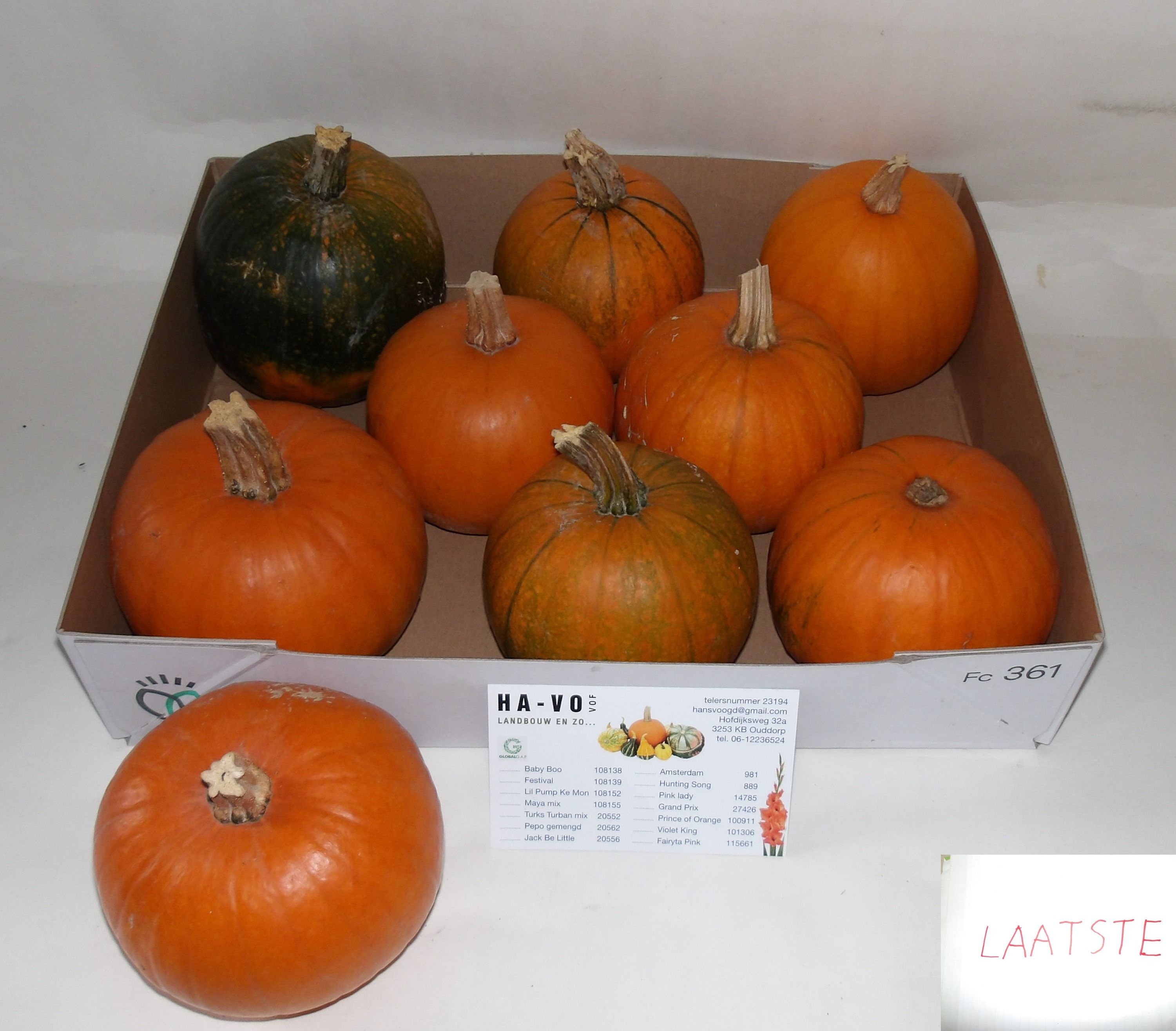 Cuc Maxima Halloween