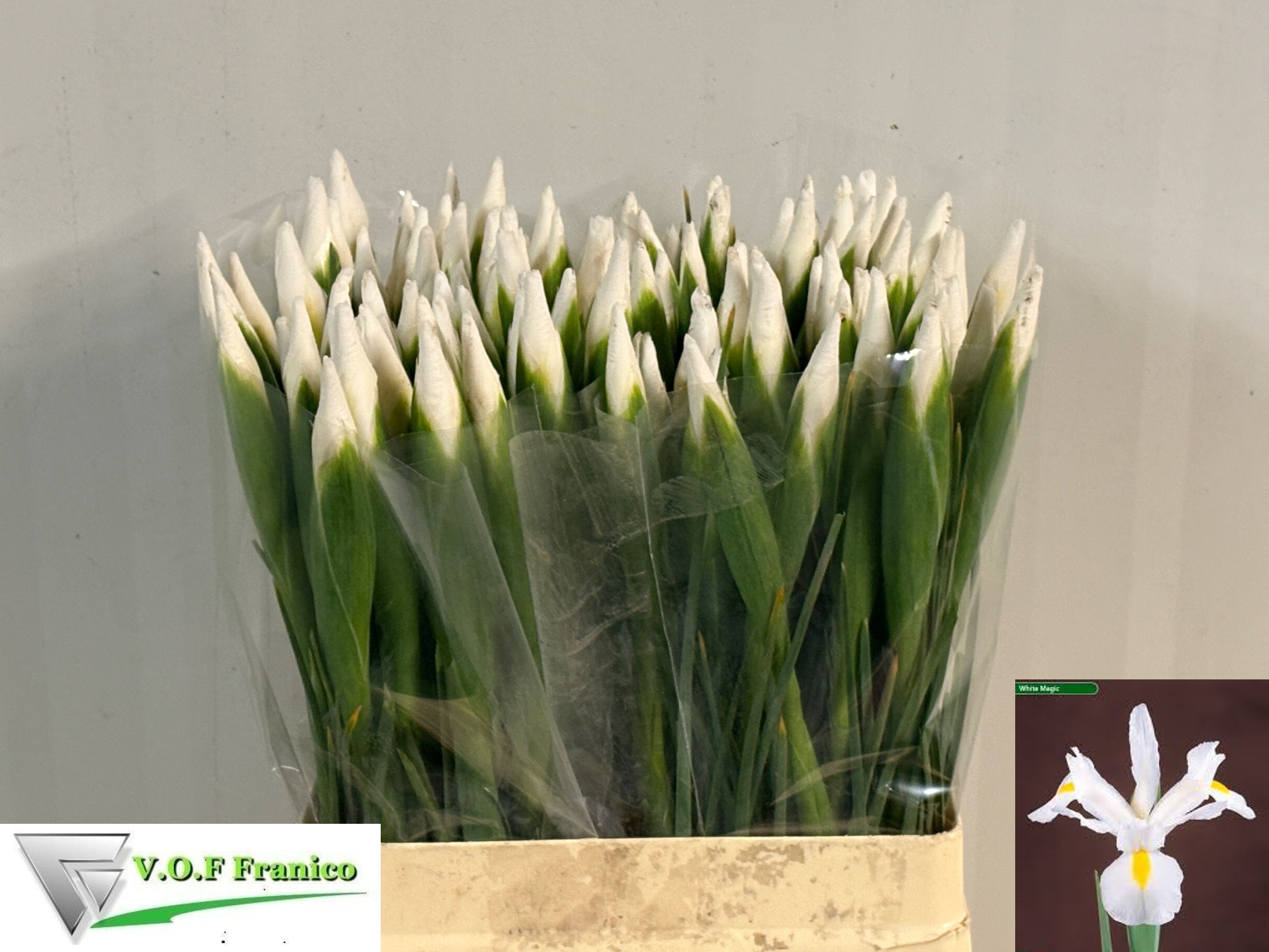 Iris Casablanca 60cm