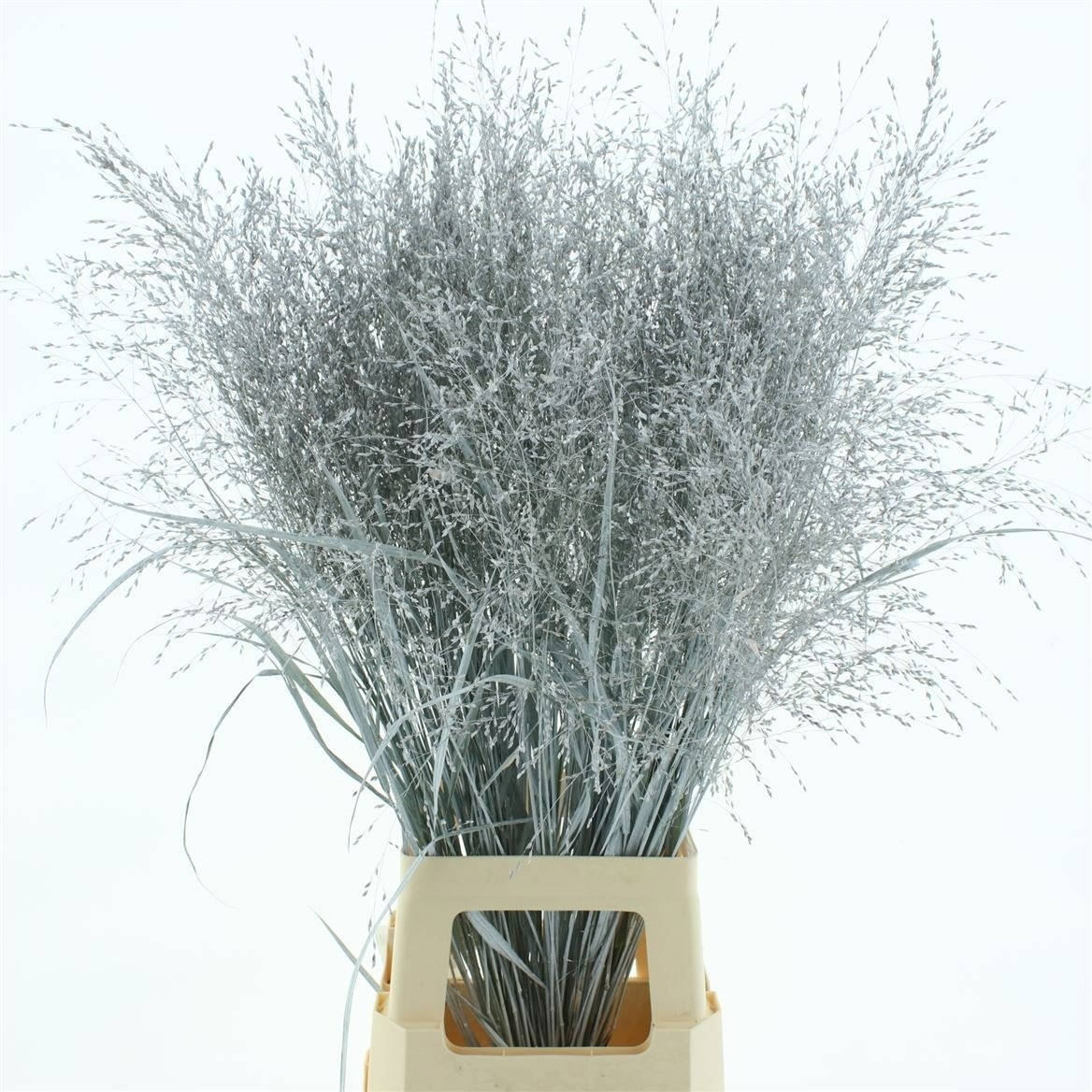 Ornamental Grass Painted (PANICUM)