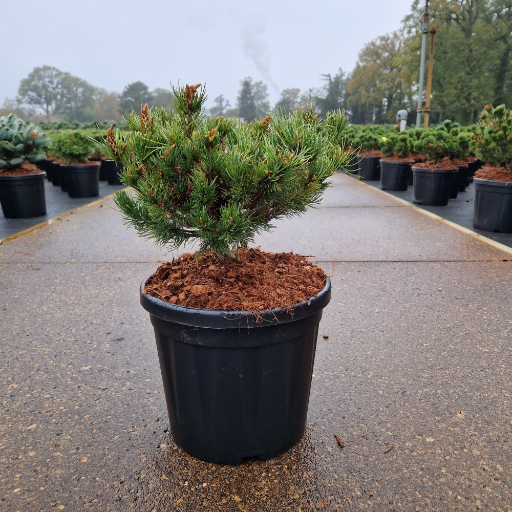 Picture of Pinus parviflora Kusu Dama C8 25/30 (LOOSE)