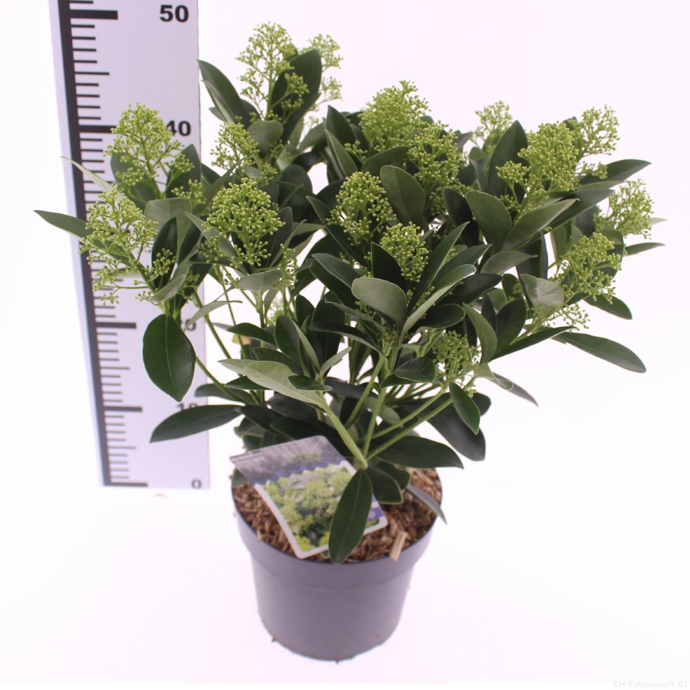 Picture of Skimmia jap. 'Finchy'