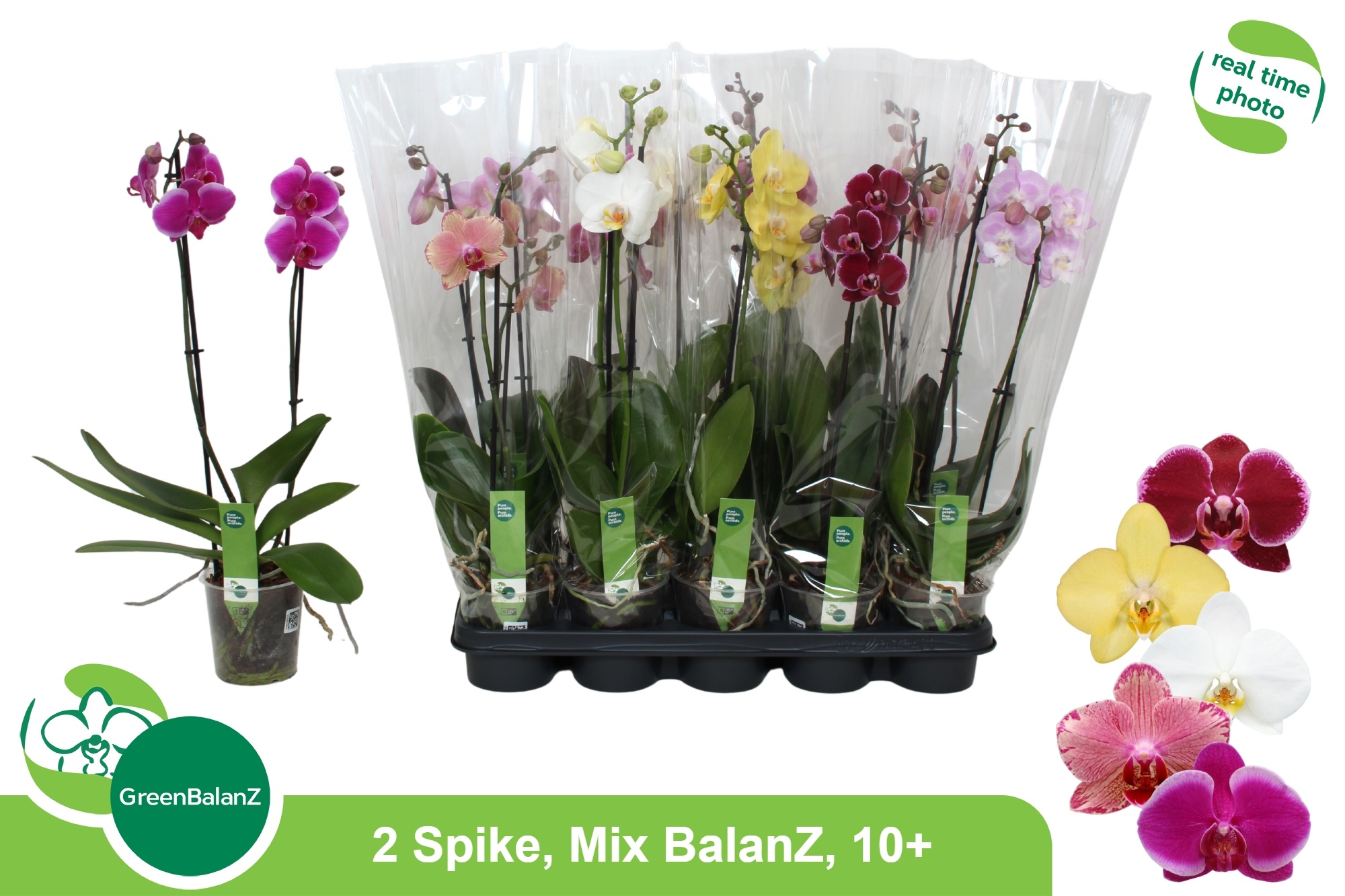 Phal Gem 5 Kl 12P 55H 2TAK 10bloem 23bloei