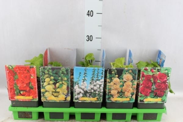 Picture of Alcea Mix 6x10 srt. per shelve P11