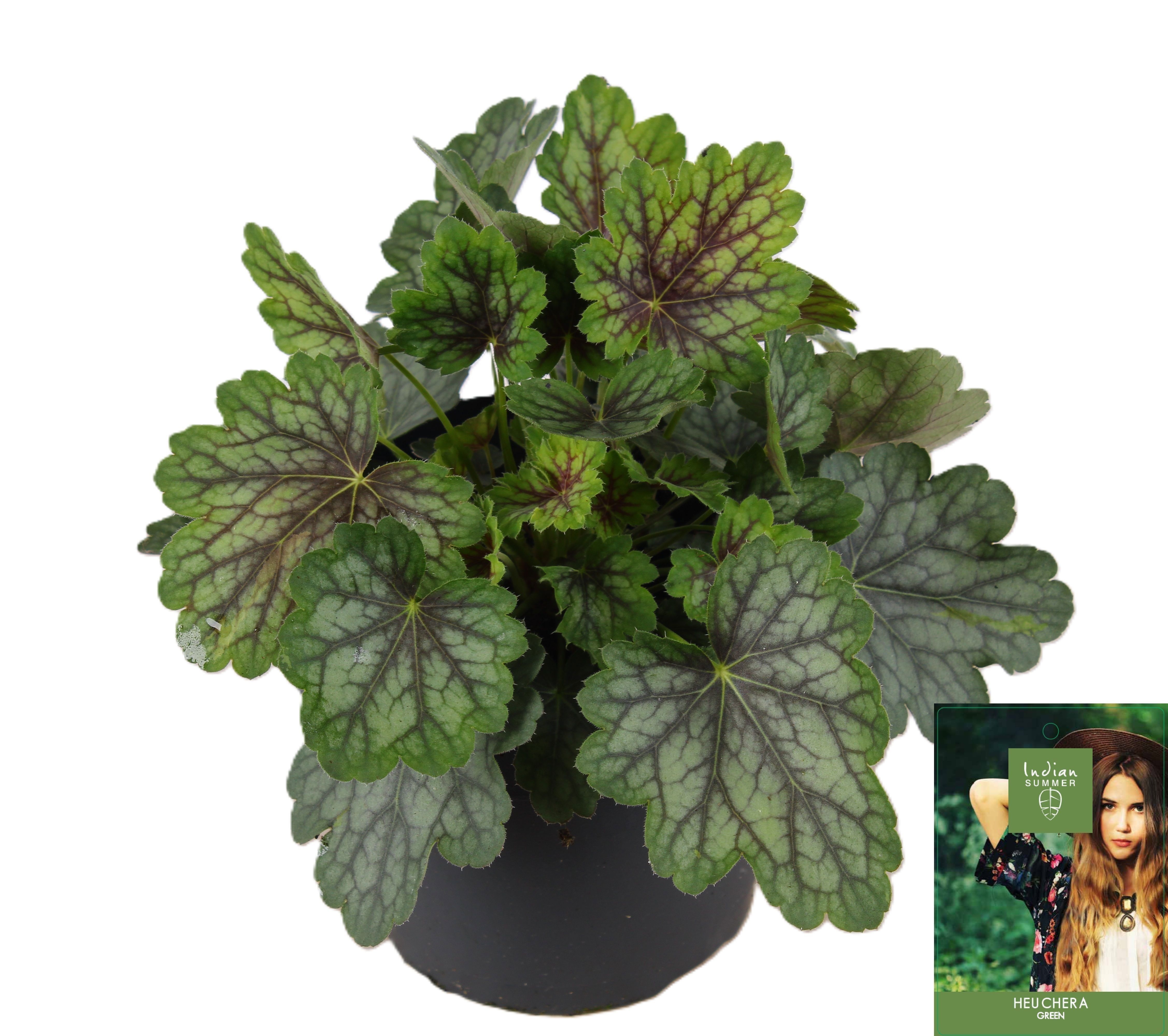 Picture of Heuchera Indian Summer Green