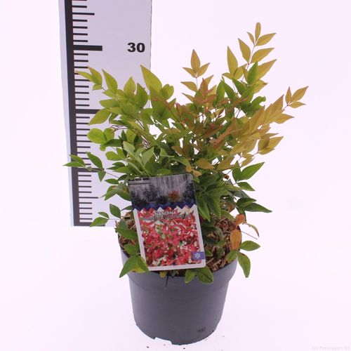 Nandina domestica 'Gulfstream' p17 Snepvangers