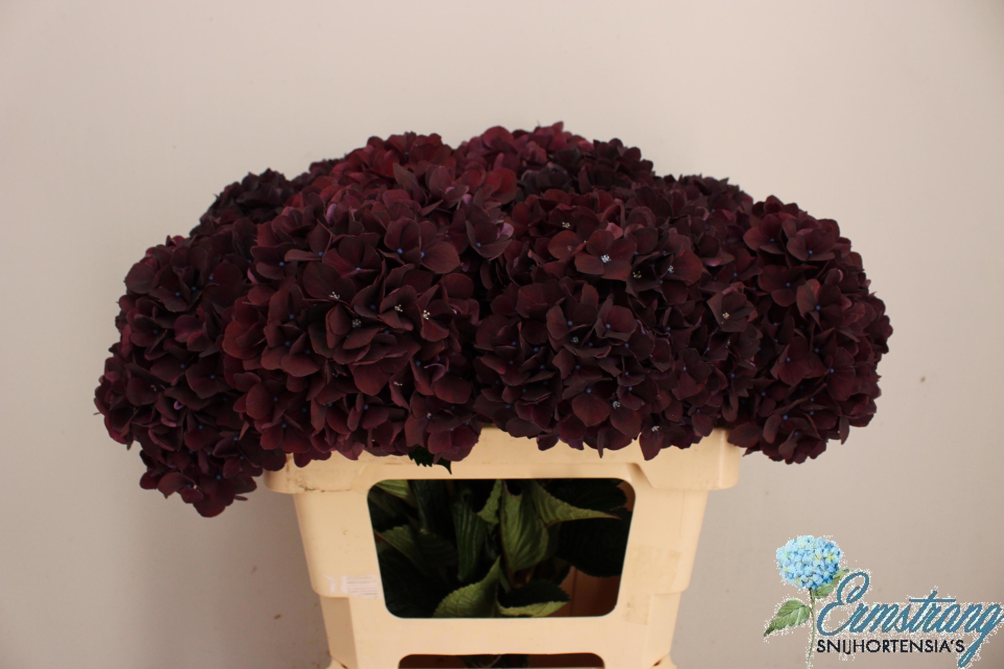 Hydrangea Dark Ruby 60cm 17Ø