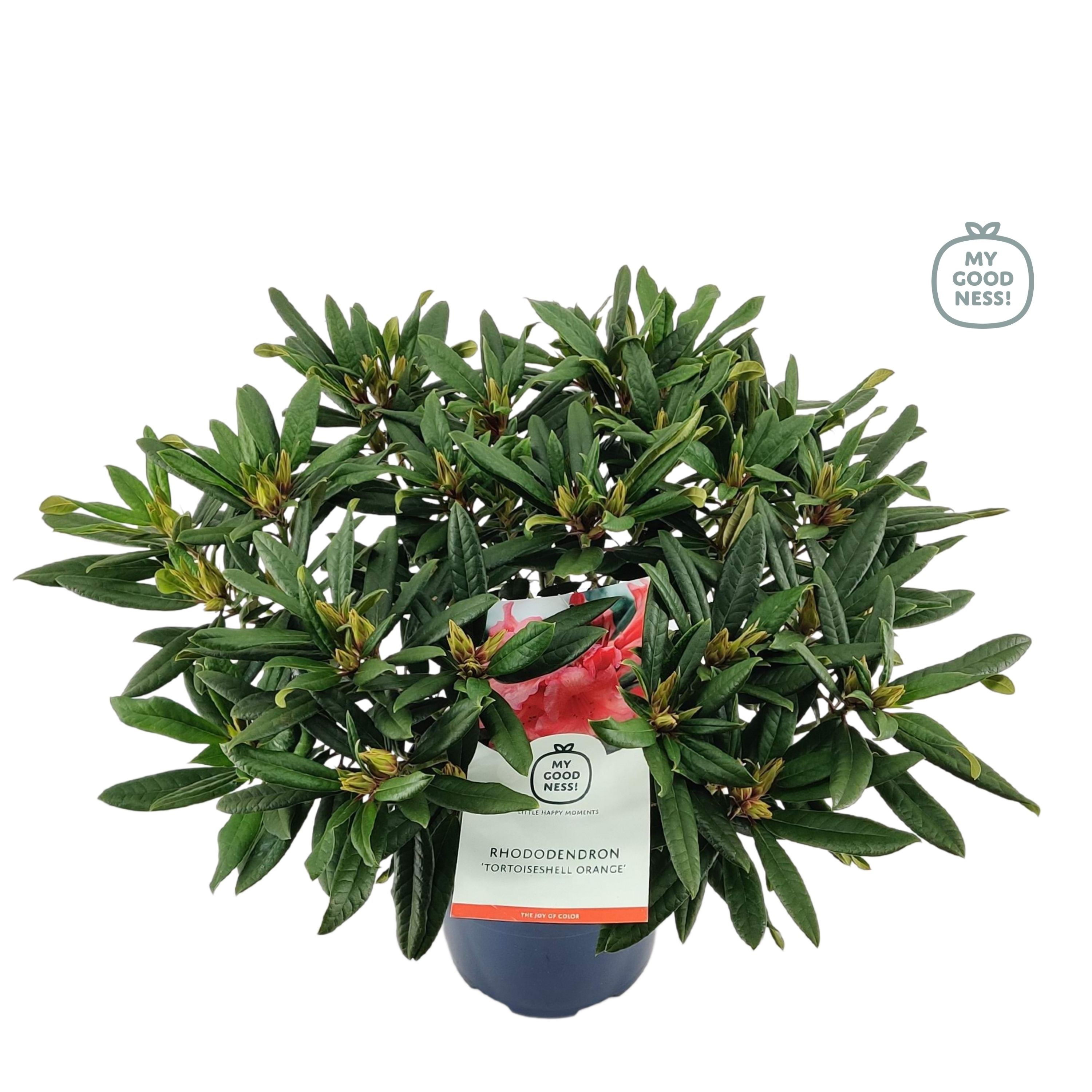 cura sansevieria 4" Sansevieria, Tough Lady