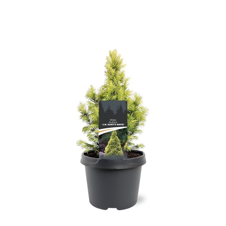 Picea abies 'J.W. Daisy's White'