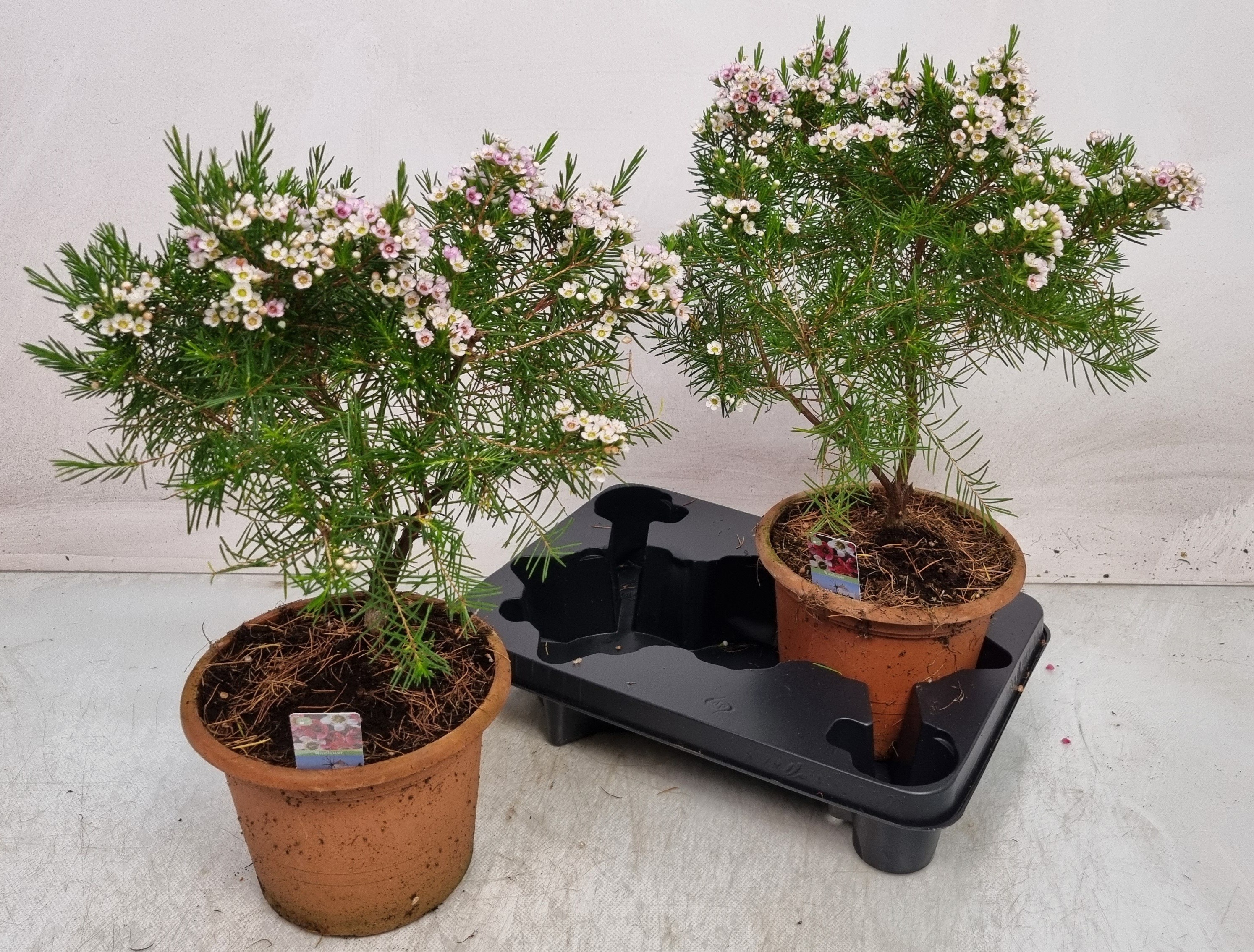 Chamelaucium unc. 'Snow Flake' CHAMEL U SNOW FLAKE | OZ Planten