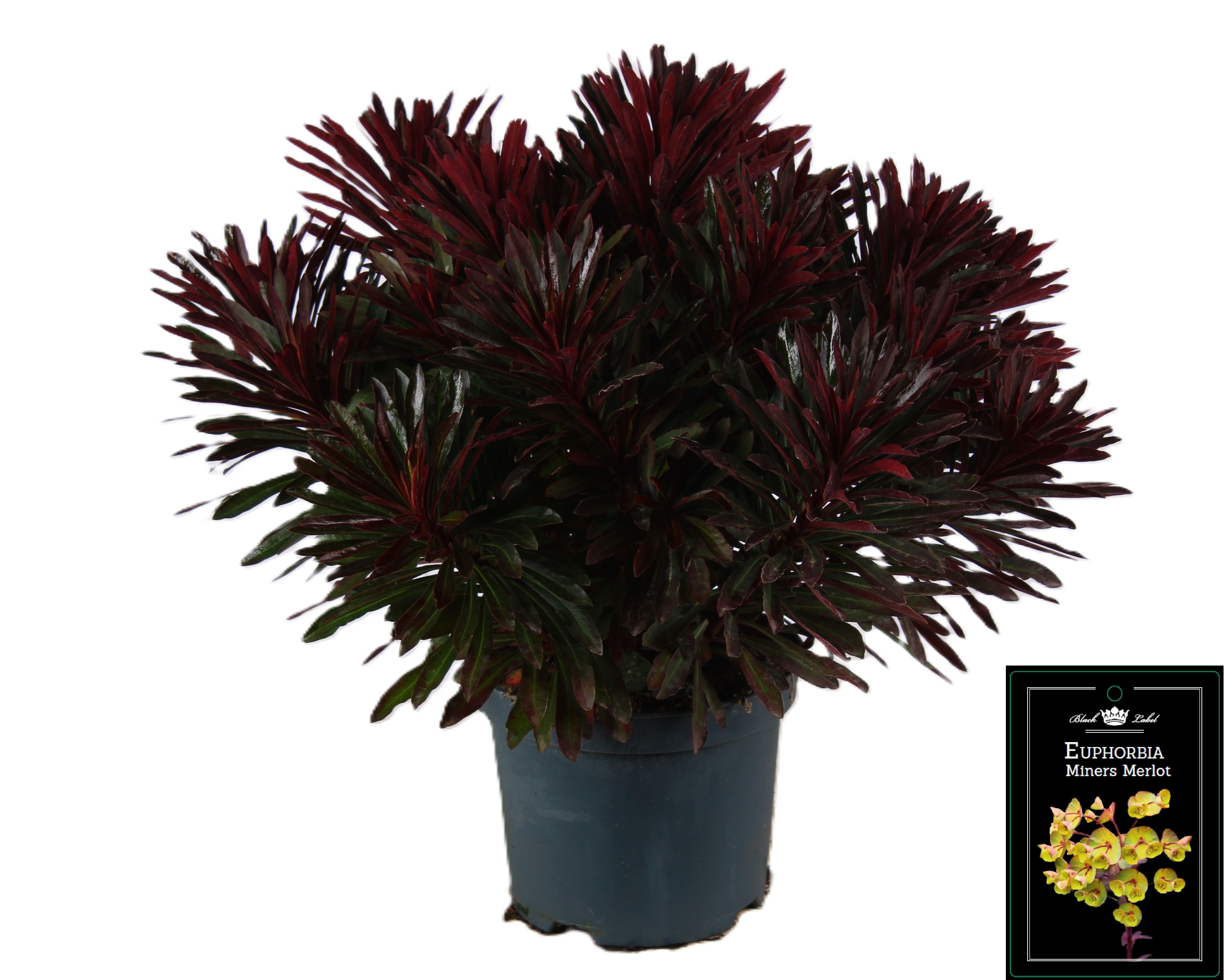 Picture of Euphorbia Miner's Merlot