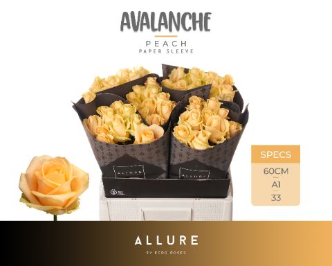 R Gr Avalanche Peach