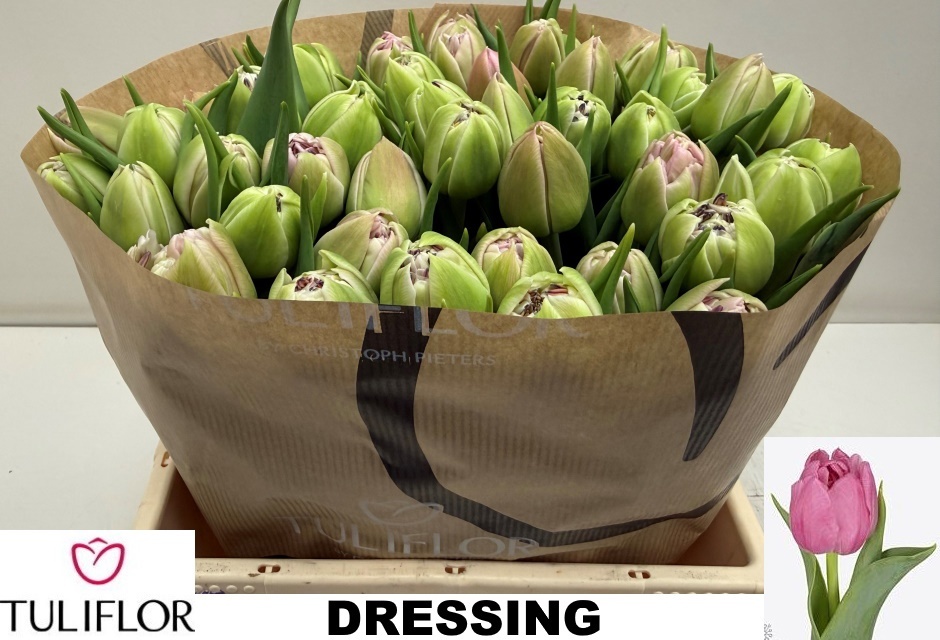 Tulipa Double Dressing 34cm 24gram