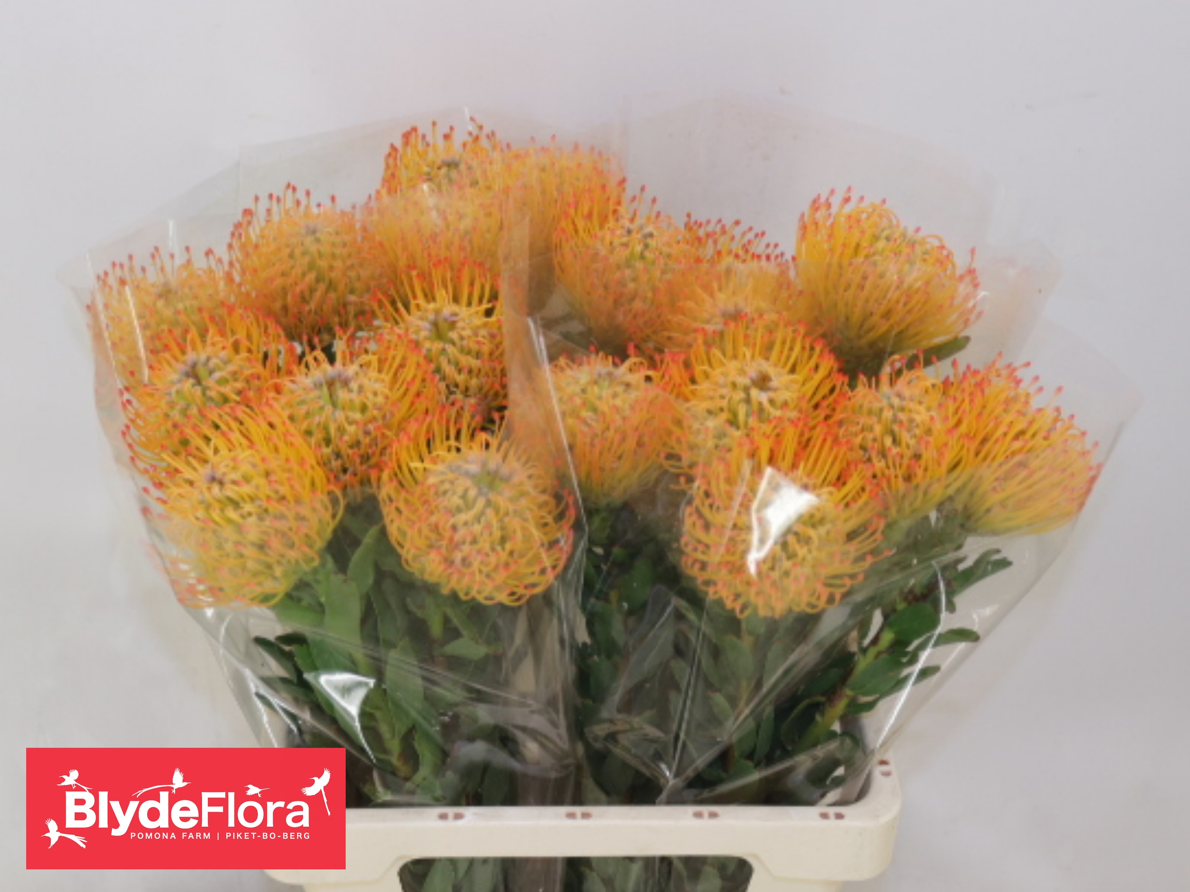 Leucospermum Ayoba Sun 60cm