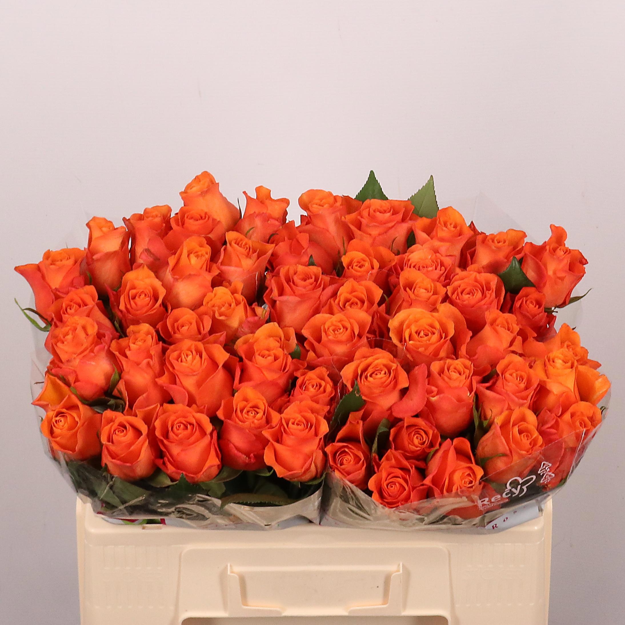 Rosa Orange Wave 50cm