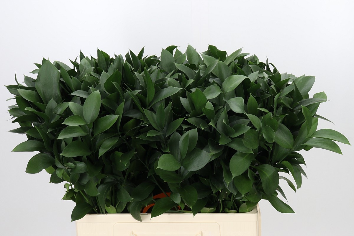 Ruscus Hypophyllum 60L.cm