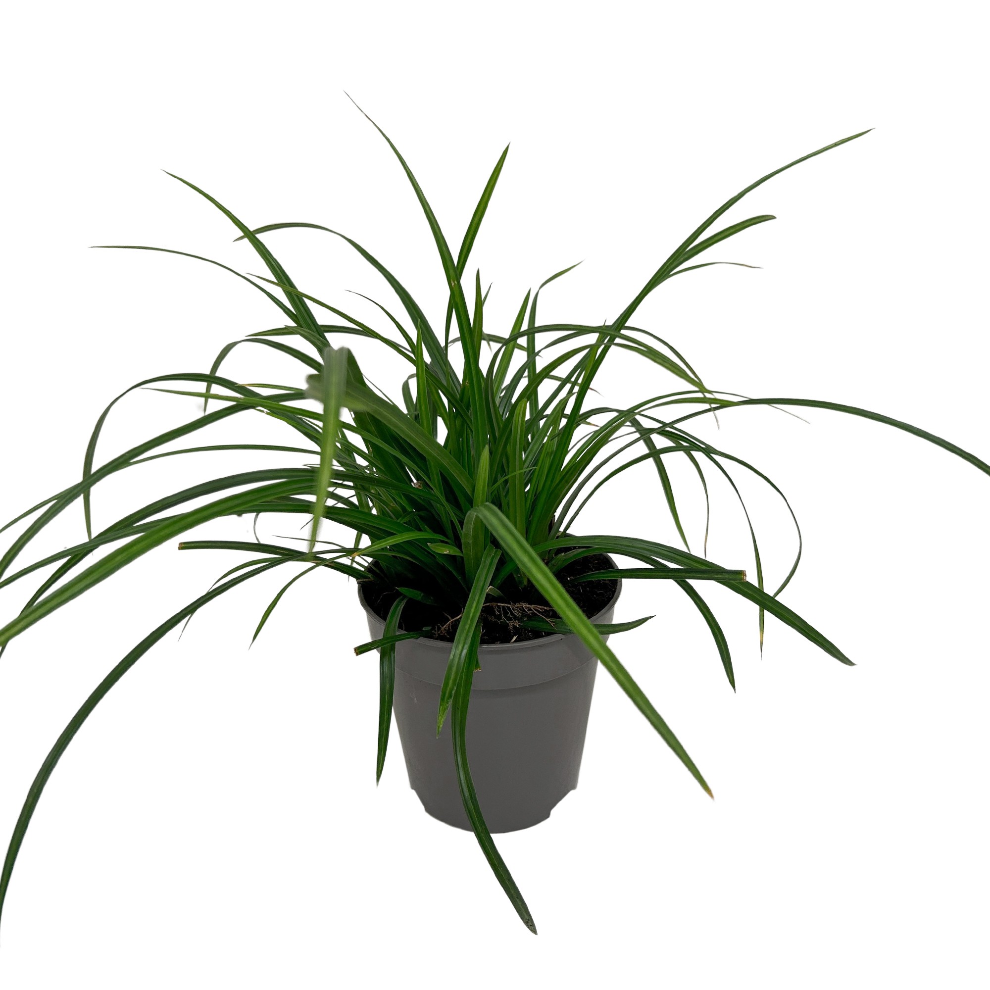 Picture of Carex morrowii Irish Green 13cm