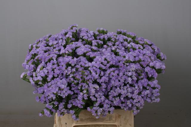 Statice Sky Wings 50cm 18gram