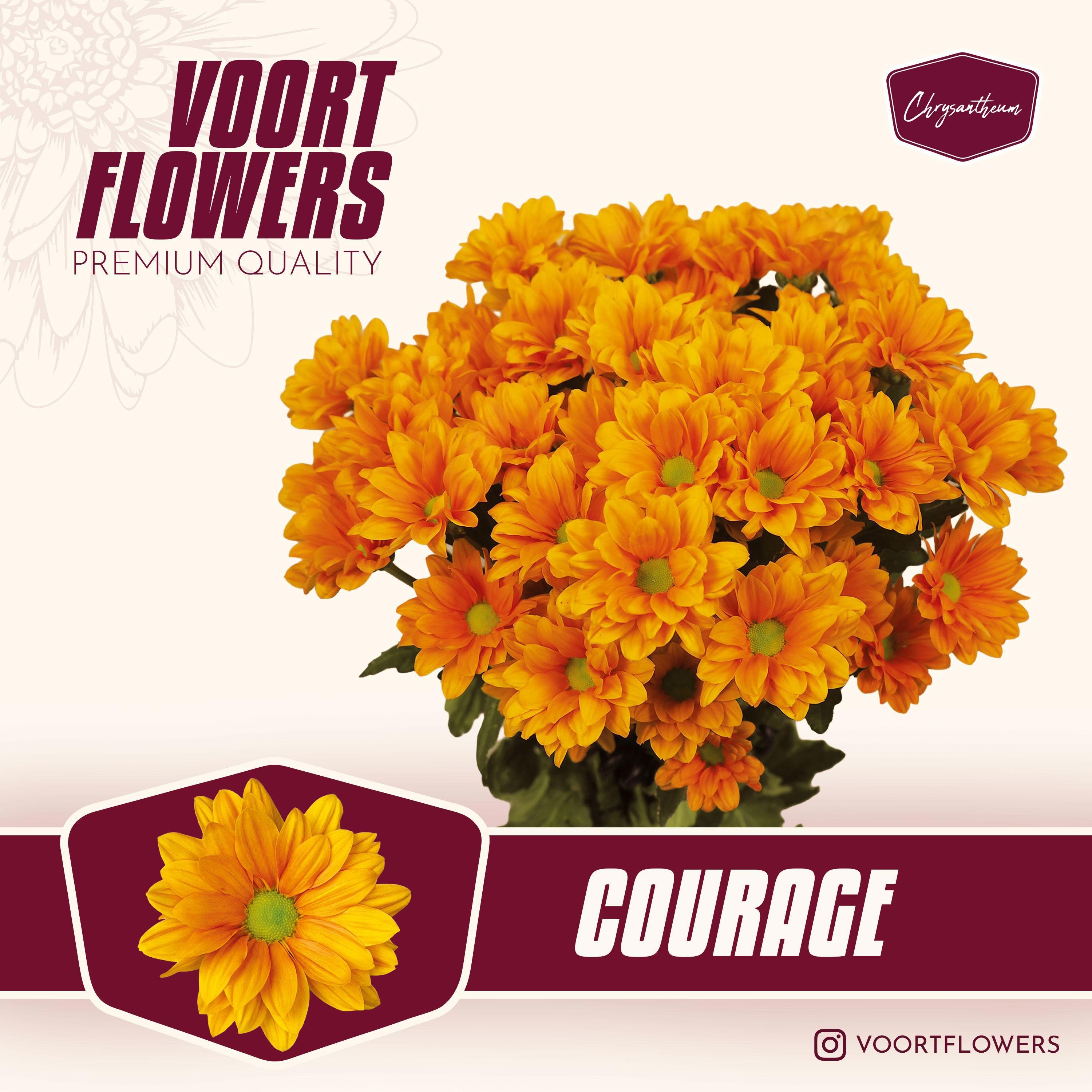 Chr T Courage 75gram