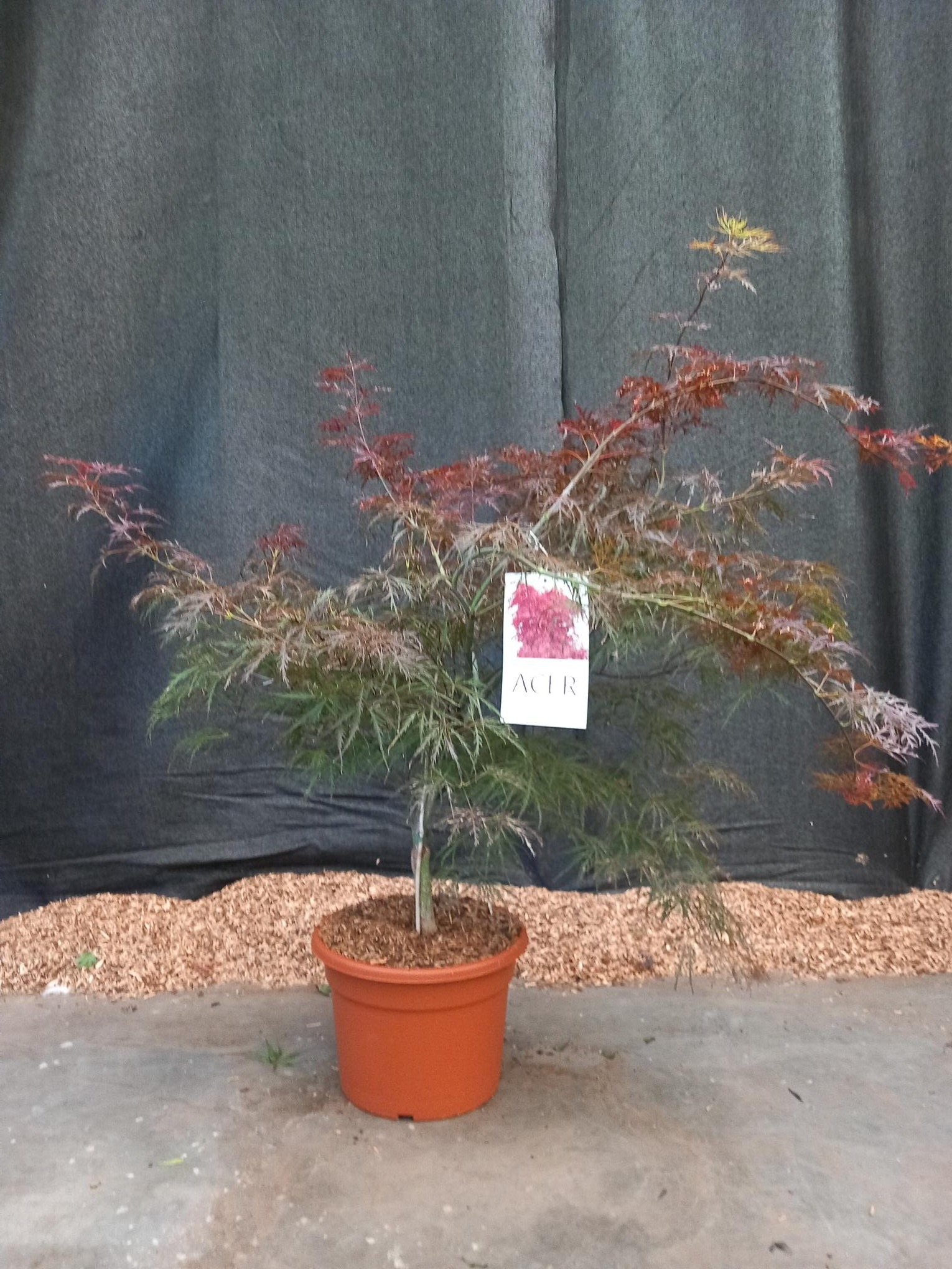 Picture of Acer palmatum Garnet