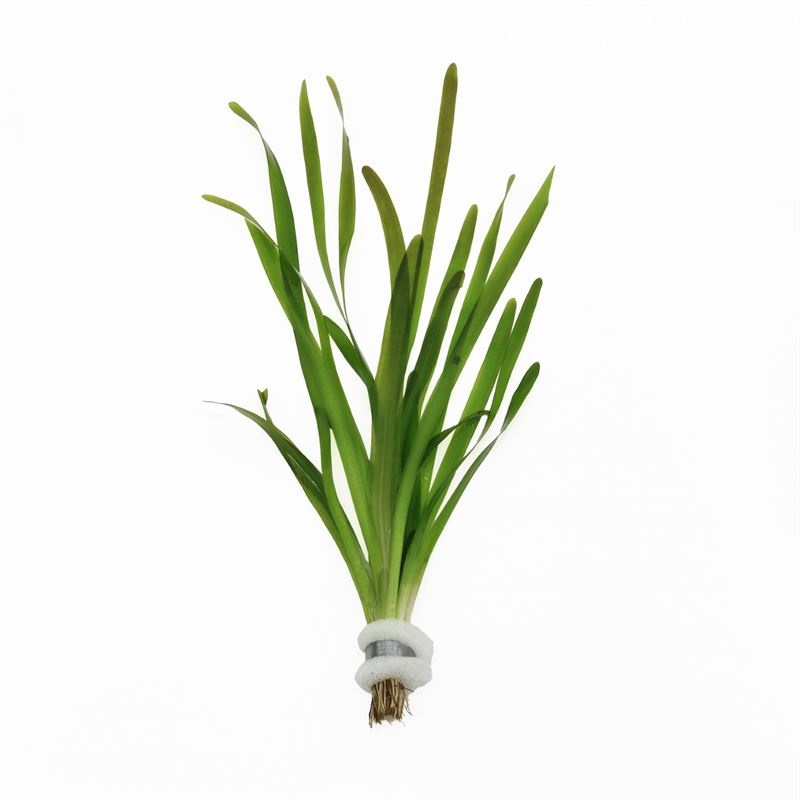 Vallisneria giganthea rubra (Bos)