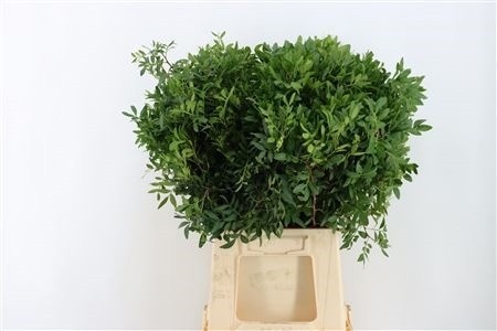 Pista Ov Blad Bs
