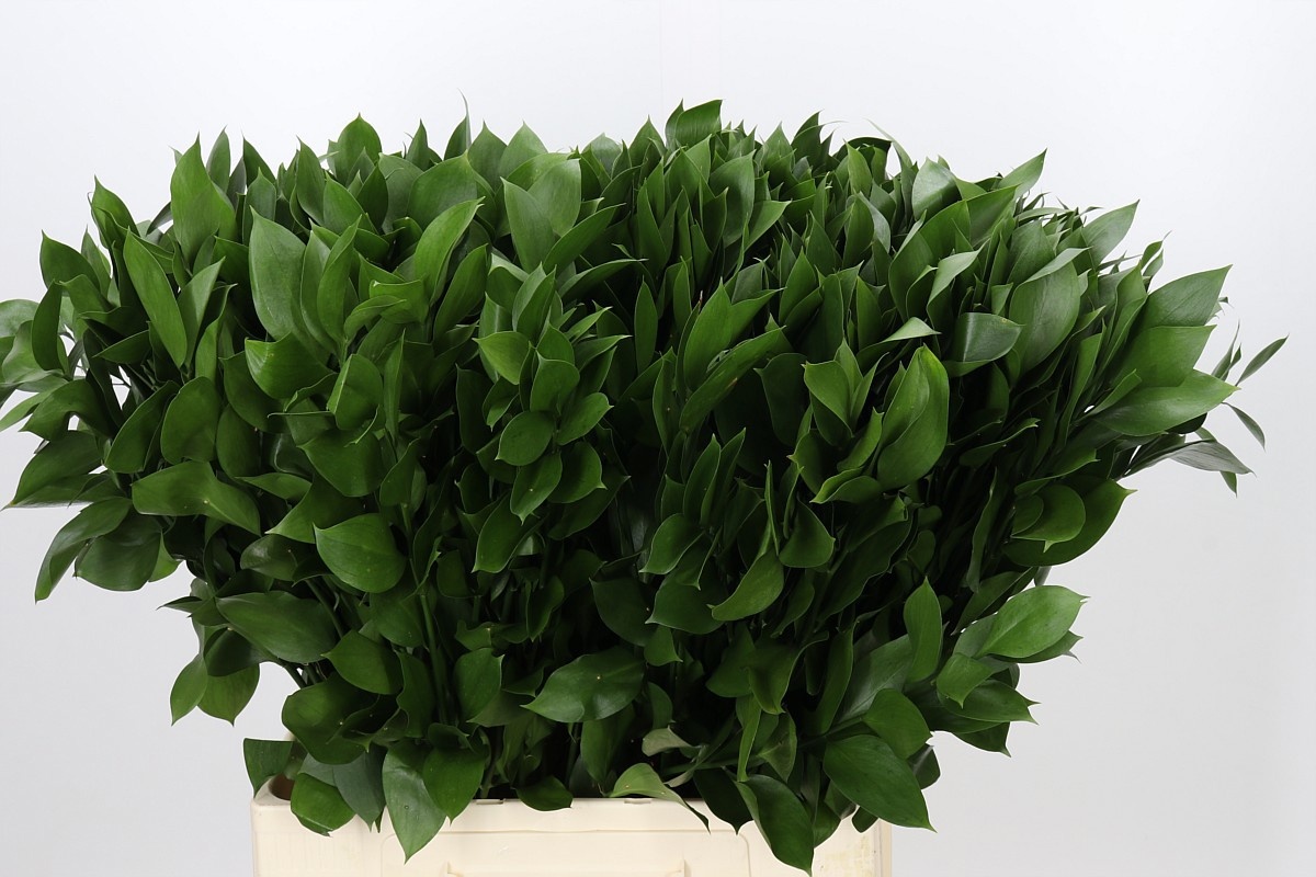 Ruscus Hypophyllum