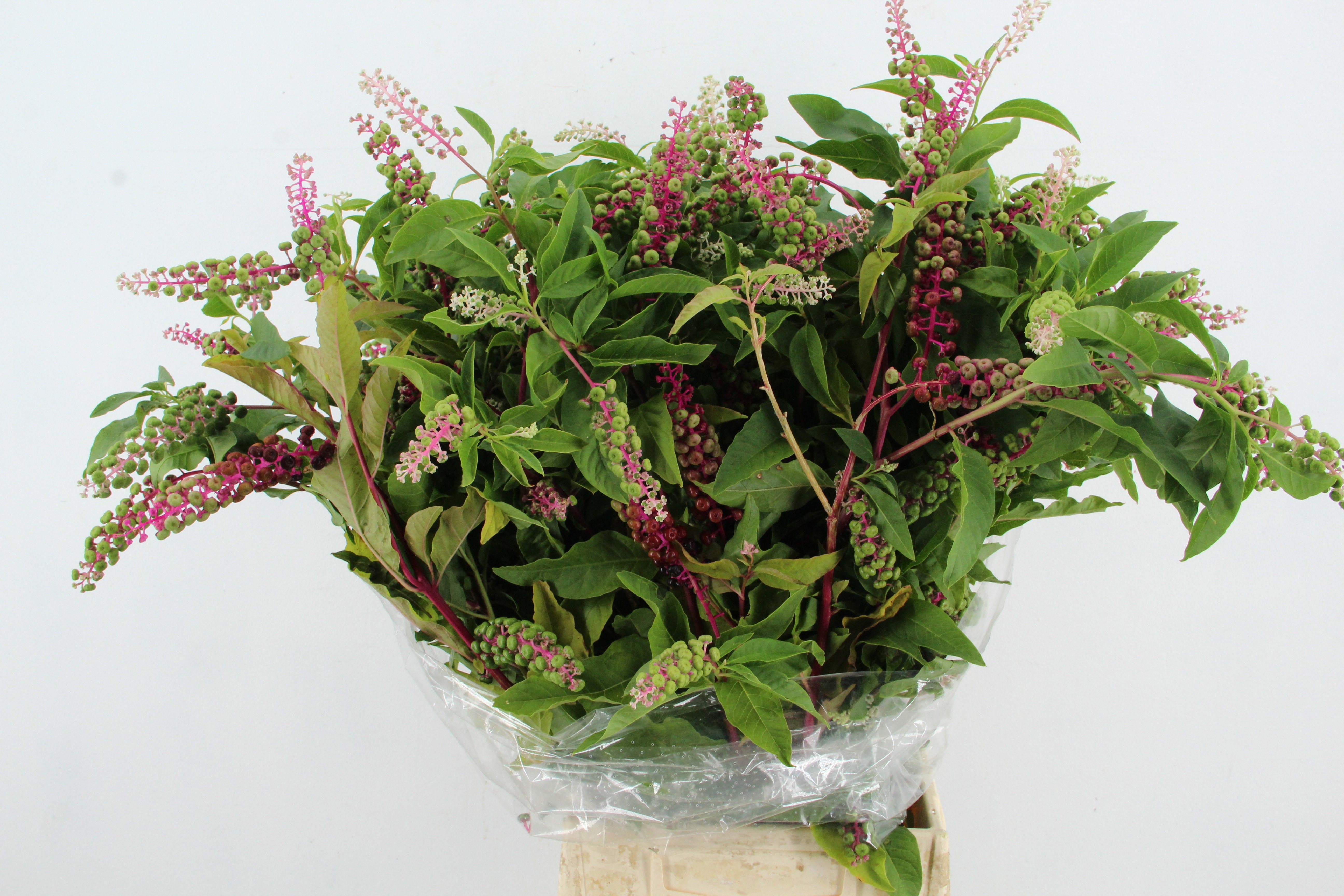 Phytola Americana Bs