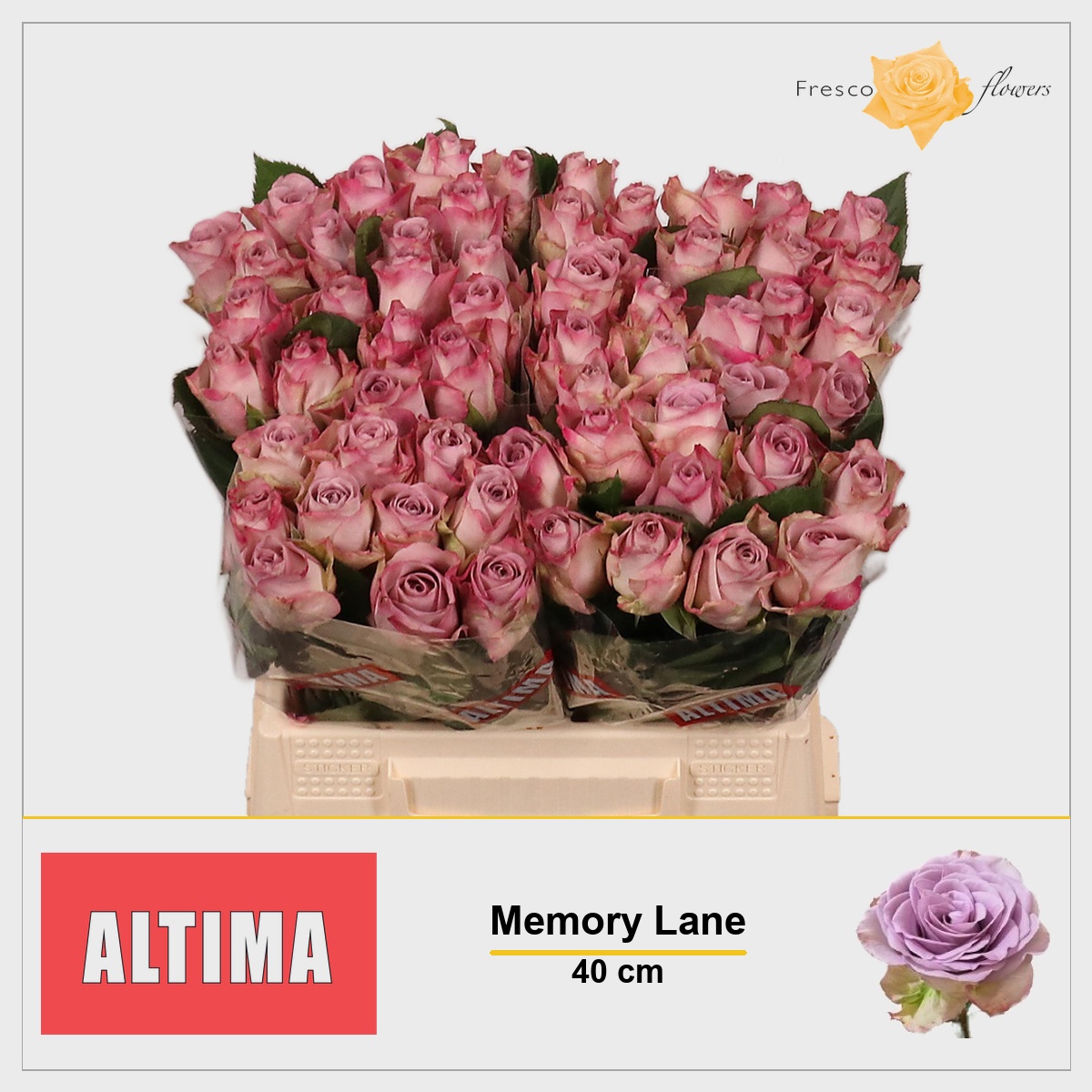 Rosa Memory Lane 40cm