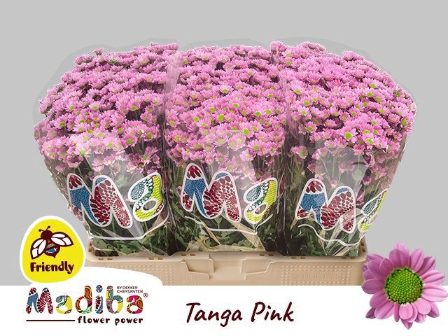 Chr San Mad Tanga Pi