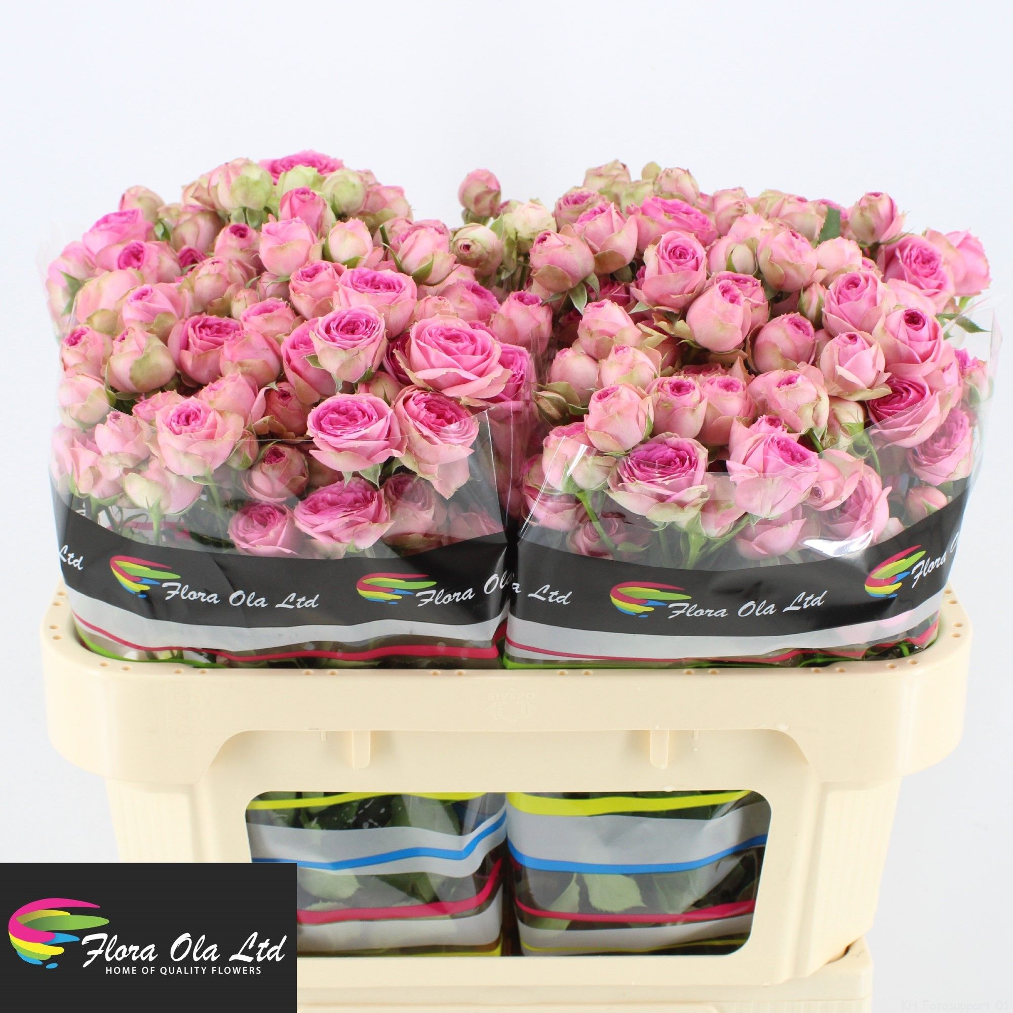 Rosa Spr Hybrida Super Sensation 70cm