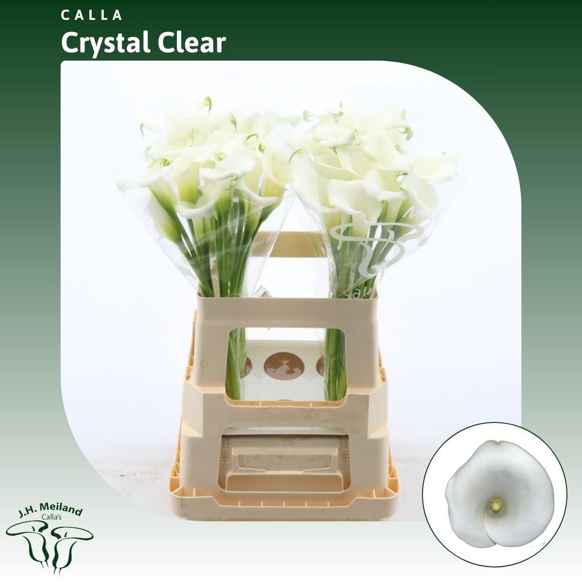 Calla Crystal Clear 60cm