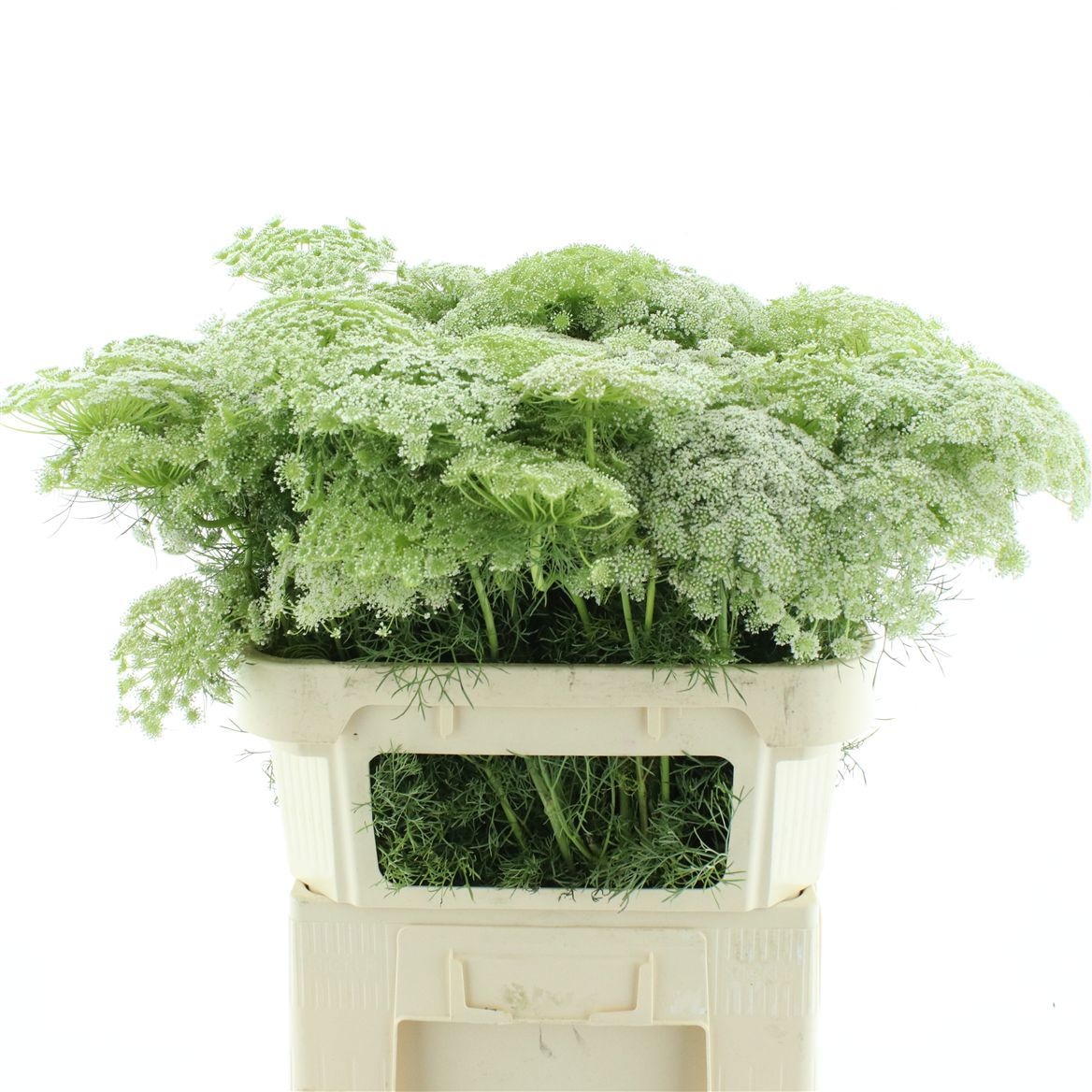 Ammi Majus Visnaga 70cm