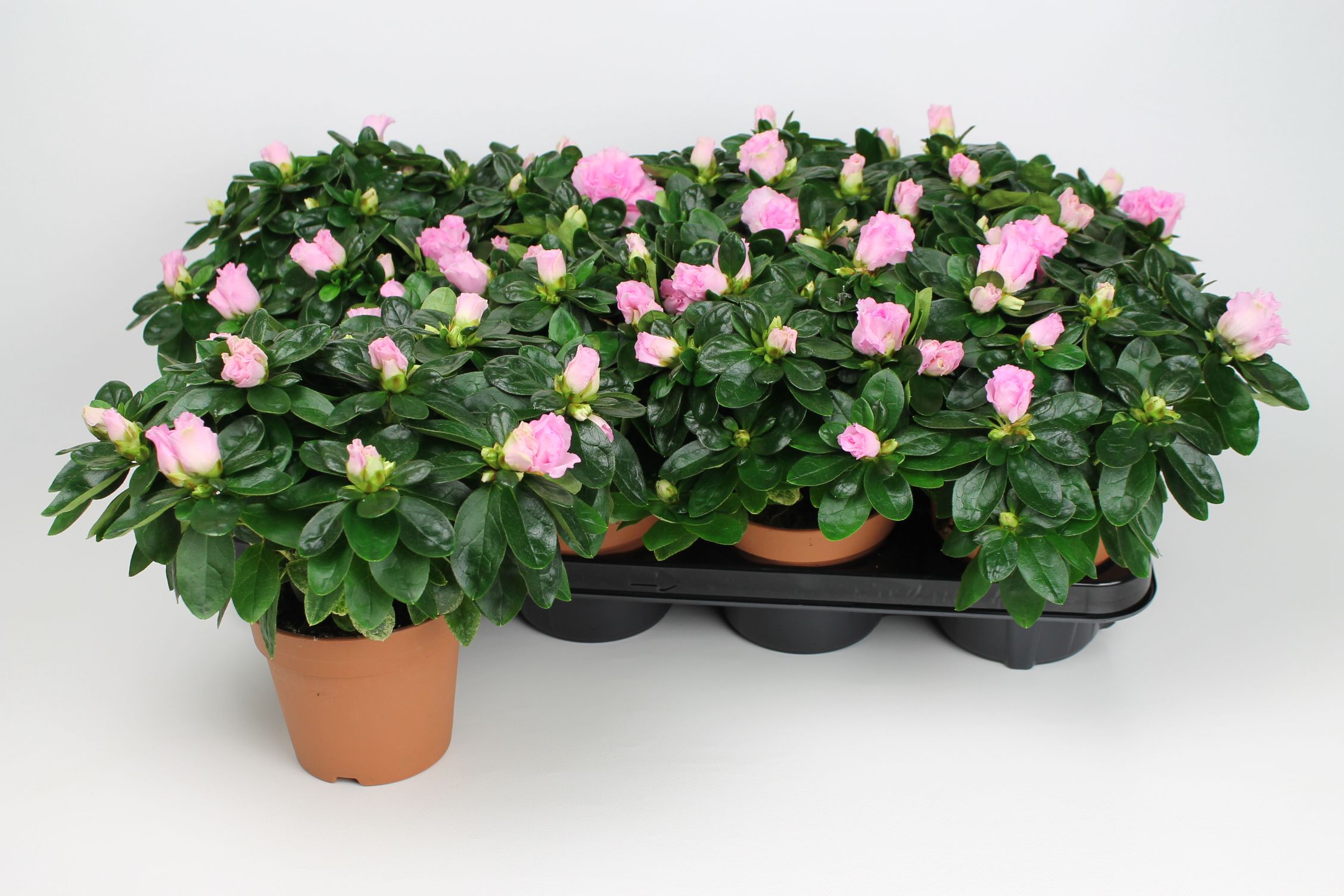 Picture of Rhododendron simsii (Azalea) Pink - Basic P12 25CM