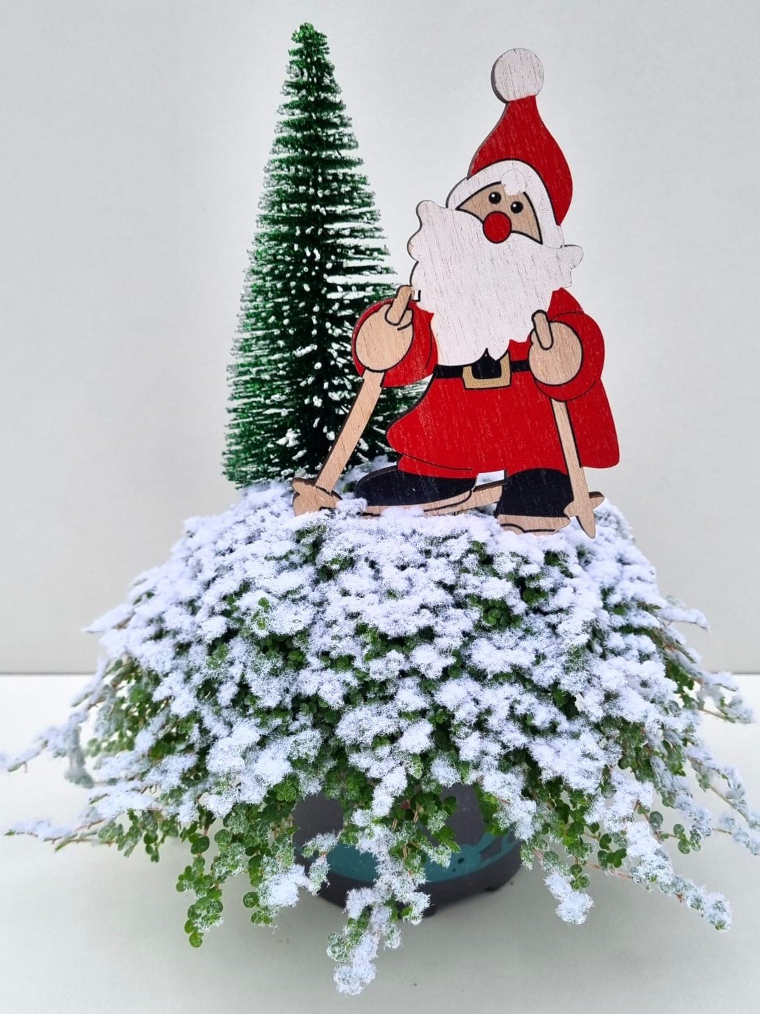 Picture of Soleirolia K62 Santa sky with tree P11 23cm