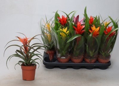 Bromelia Gemengd 12Ø 35cm