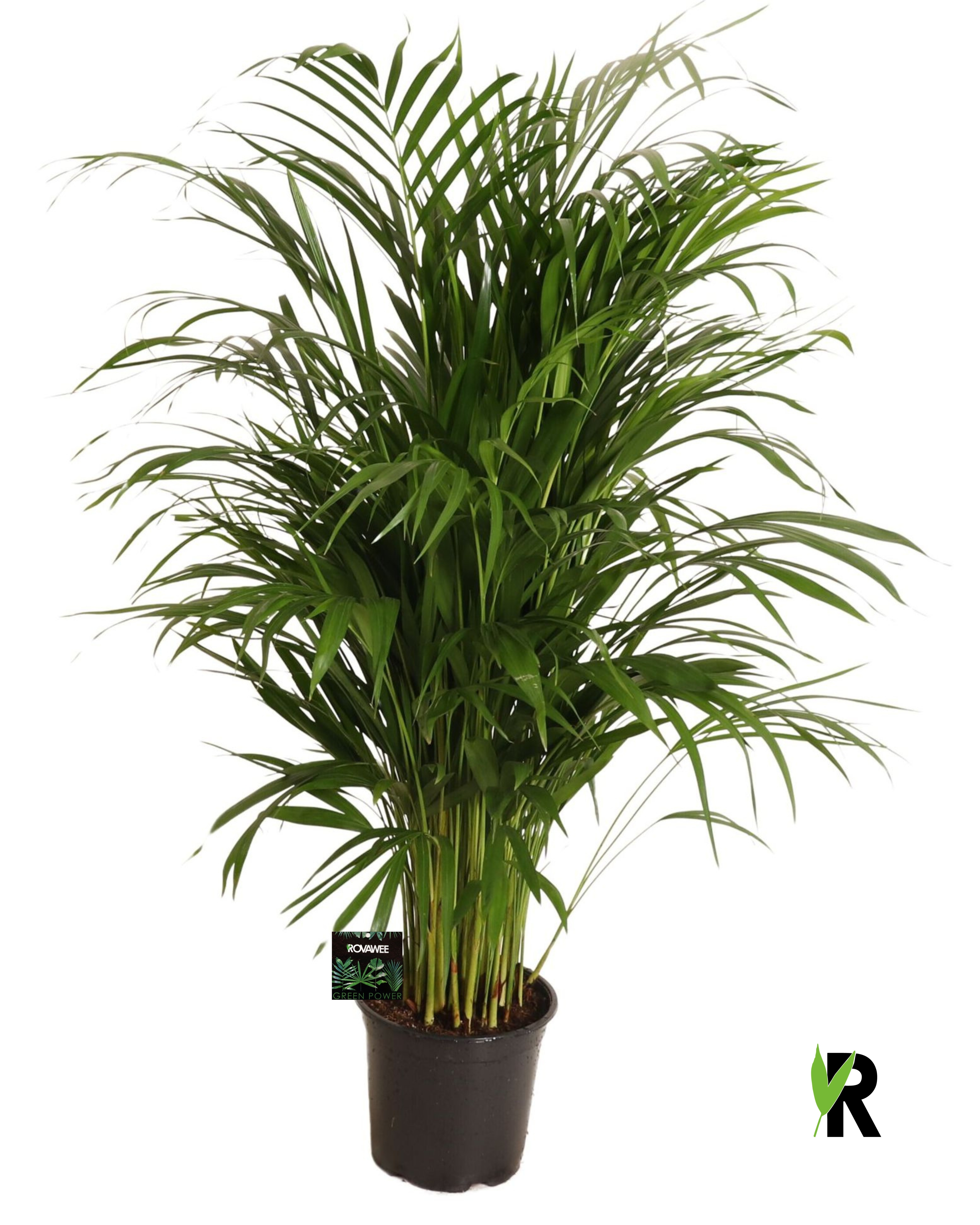 Dypsis Lutescens