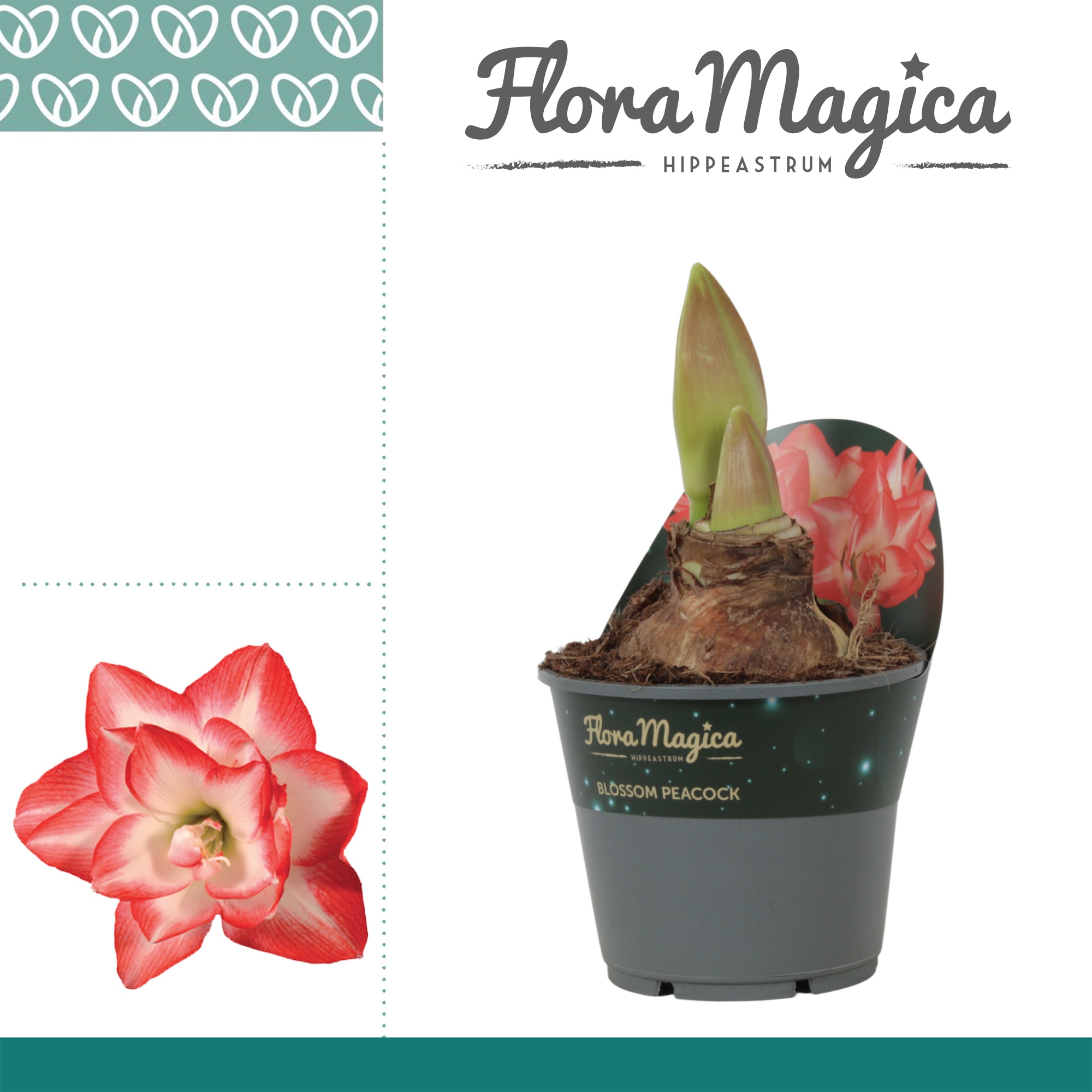 Amaryllis Blossom Peacock 2 Knop Potkraag