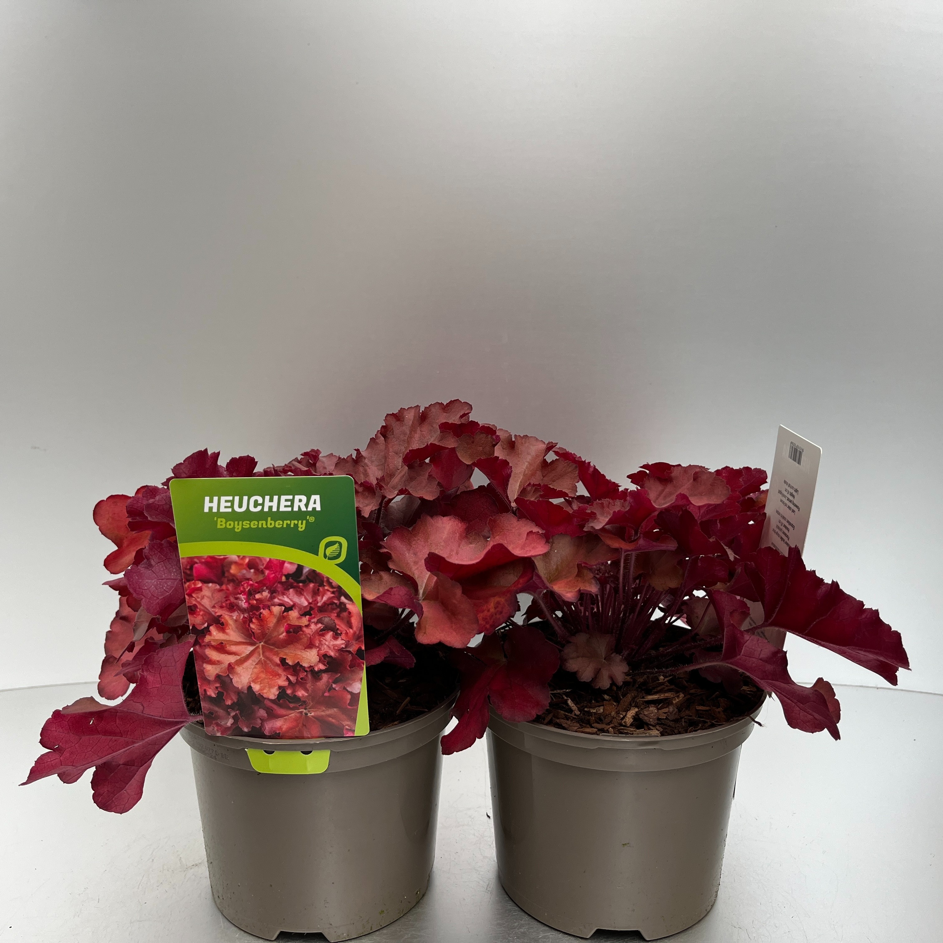 Picture of Heuchera Boysenberry P17 (2 Ltr)