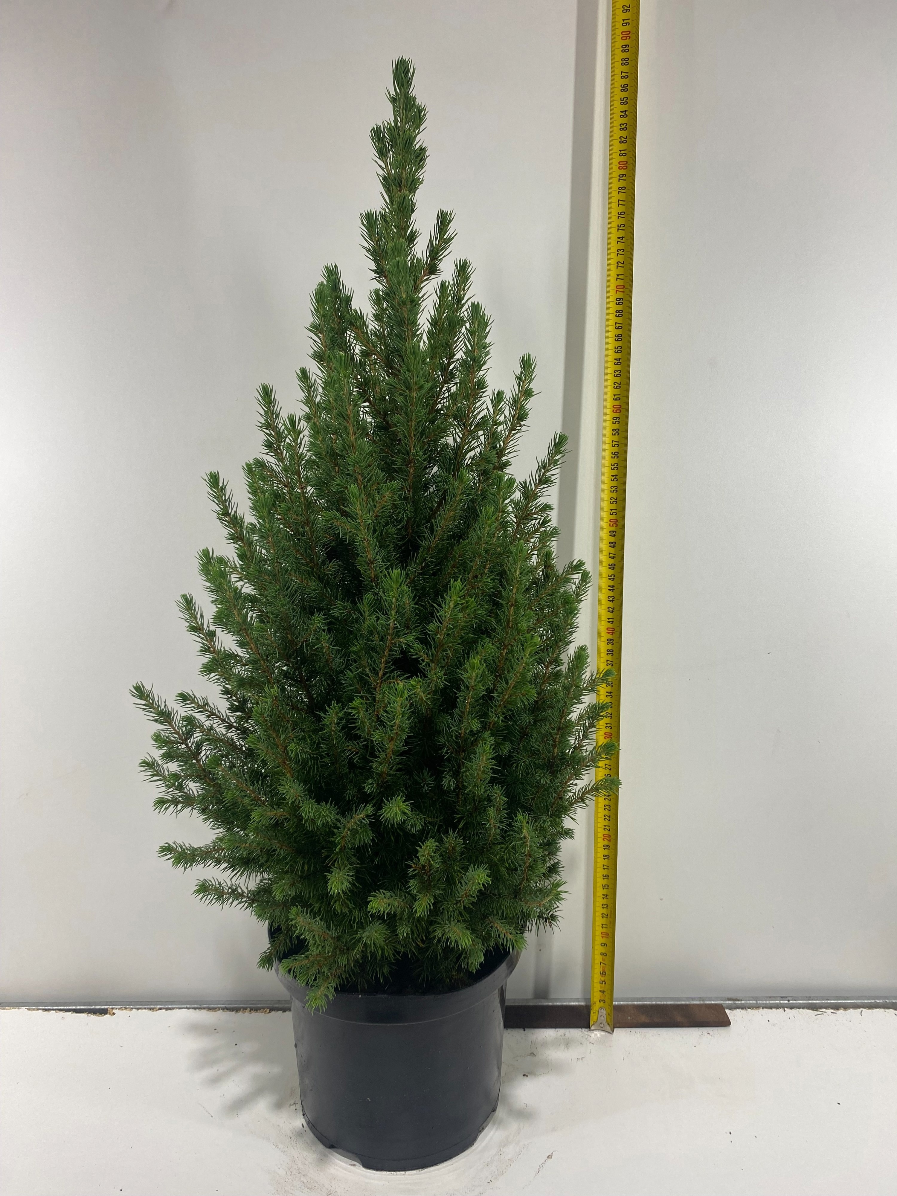 Picea Glauca Conica 23Ø 90cm
