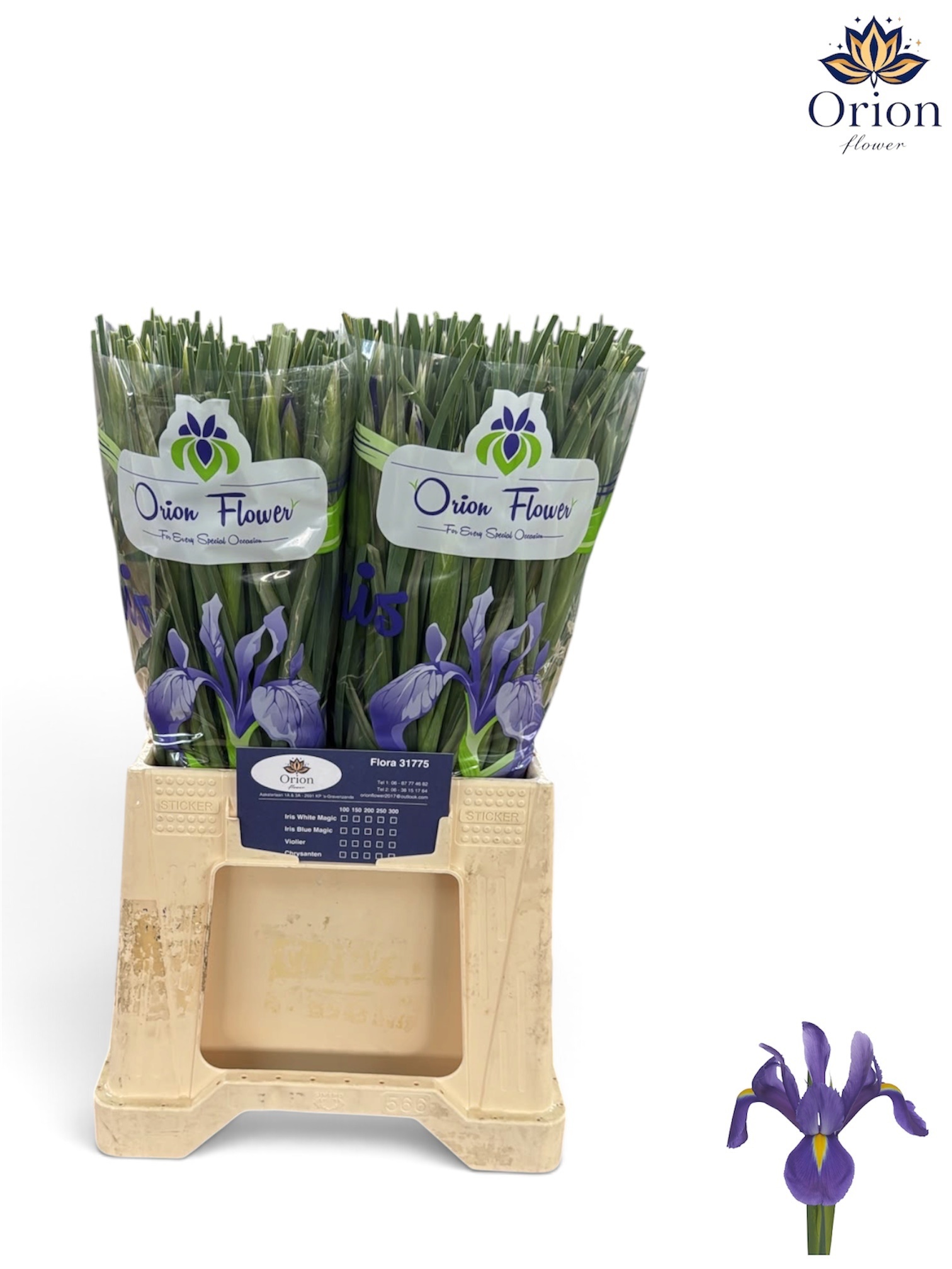 Iris Blue Magic