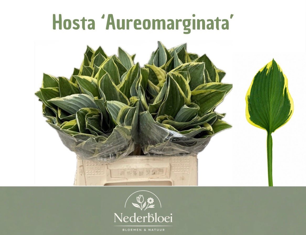 Hosta F Aureomargina