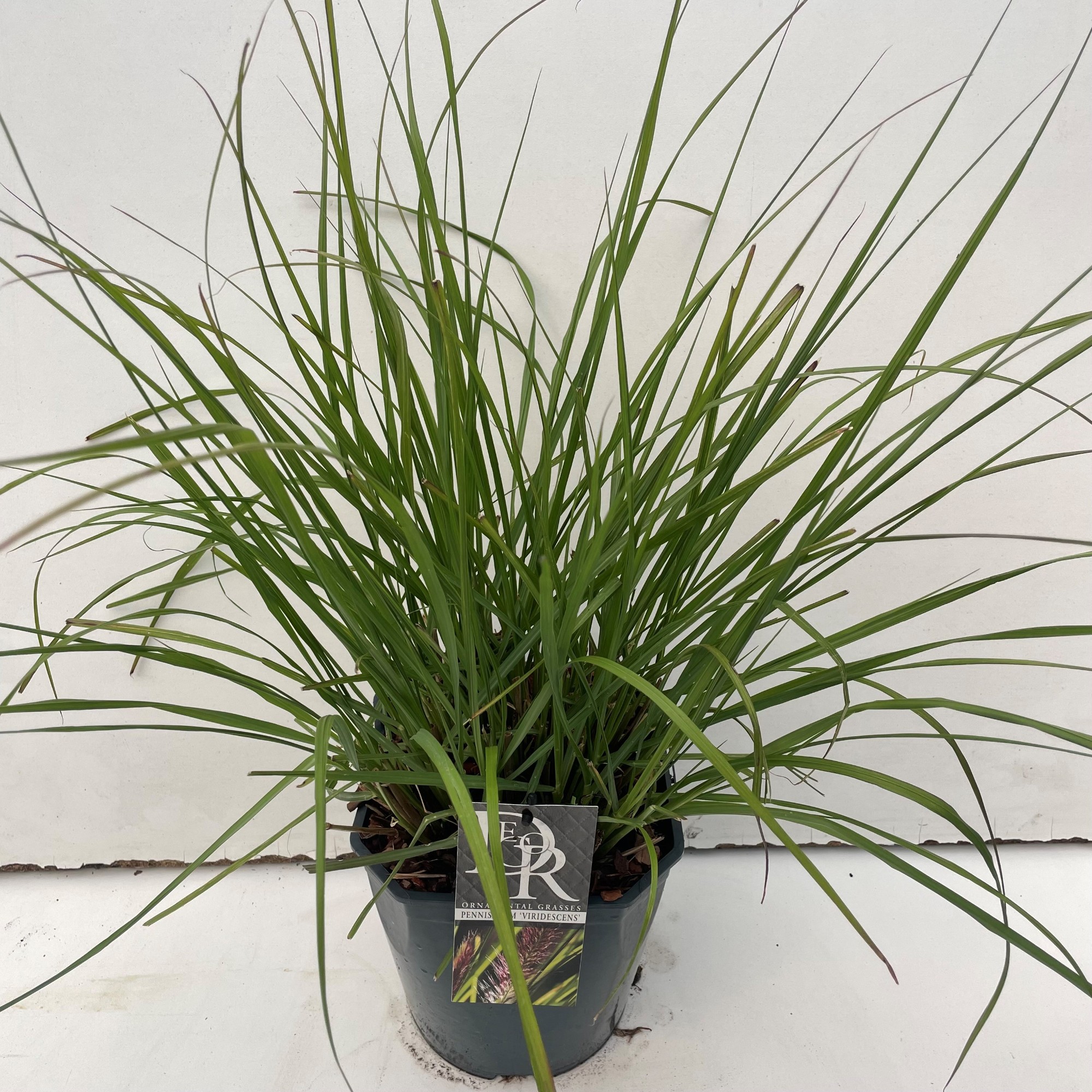 Picture of Pennisetum Viridescens P23 (5 Ltr) SQUARE