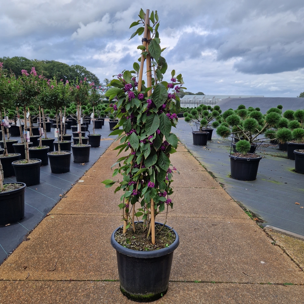 Picture of Callicarpa bodinieri Profusion C25 120/+ (LOOSE)