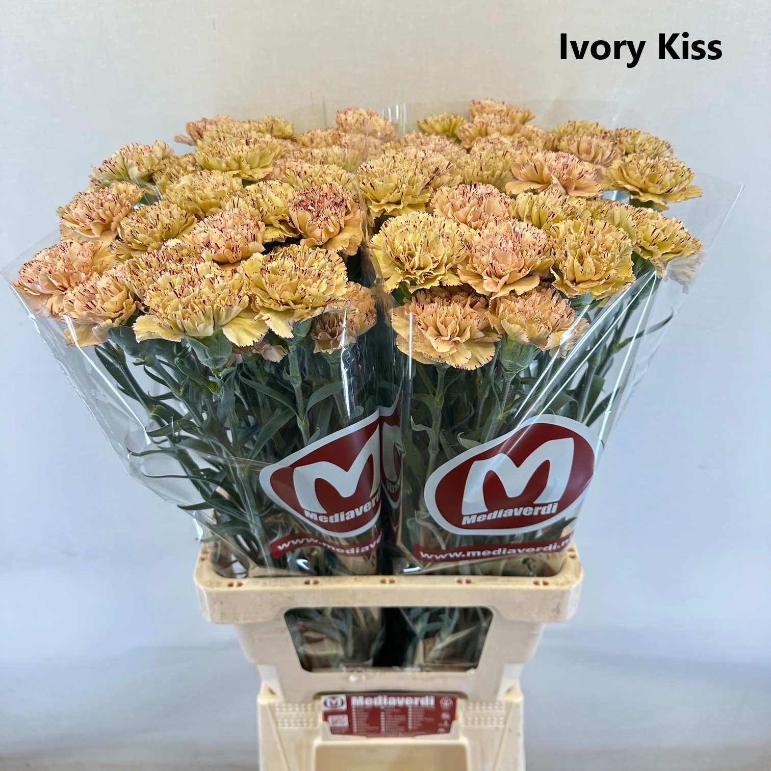 Di St Ivory Kiss