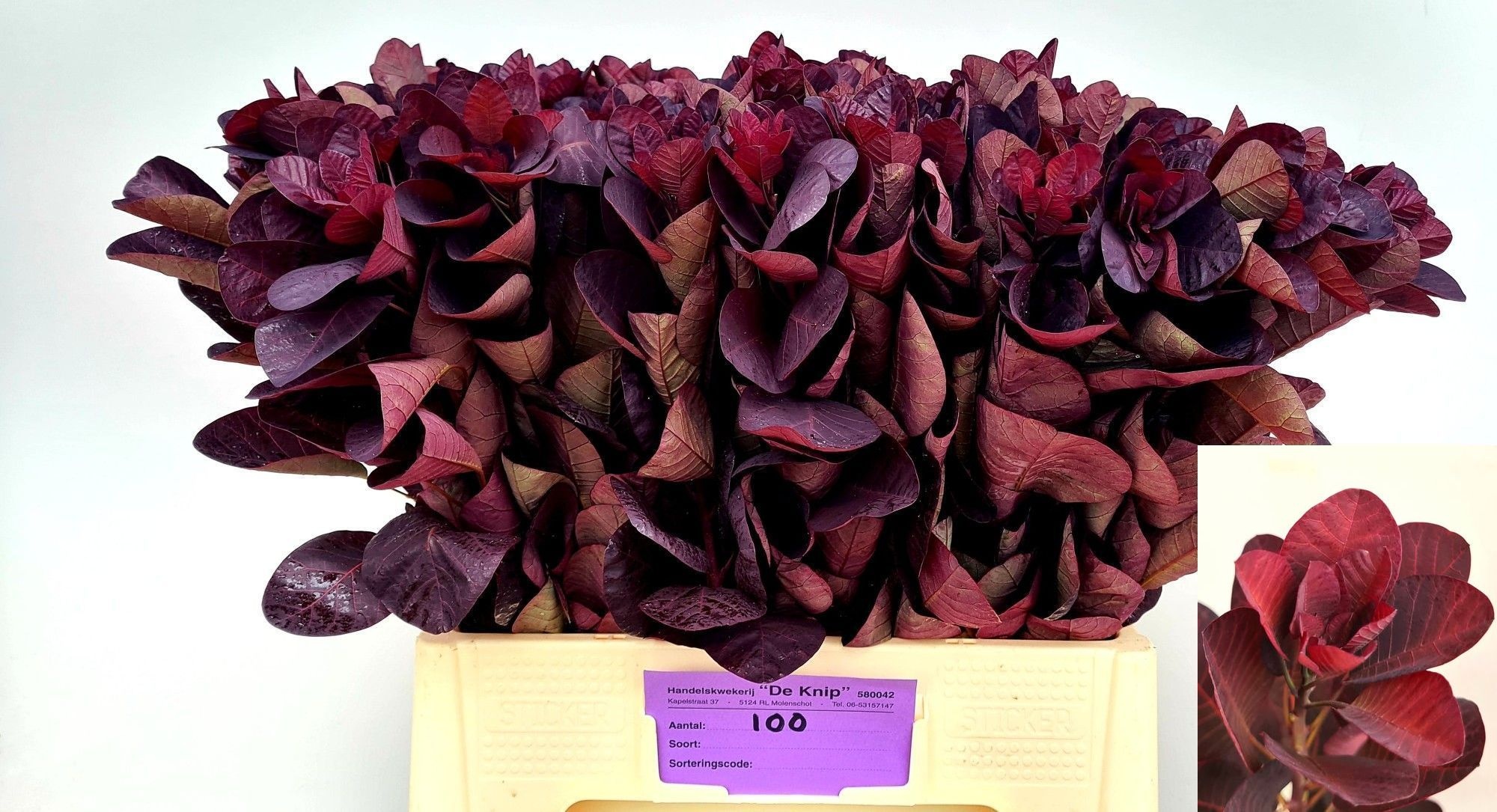 Coti C Royal Purple
